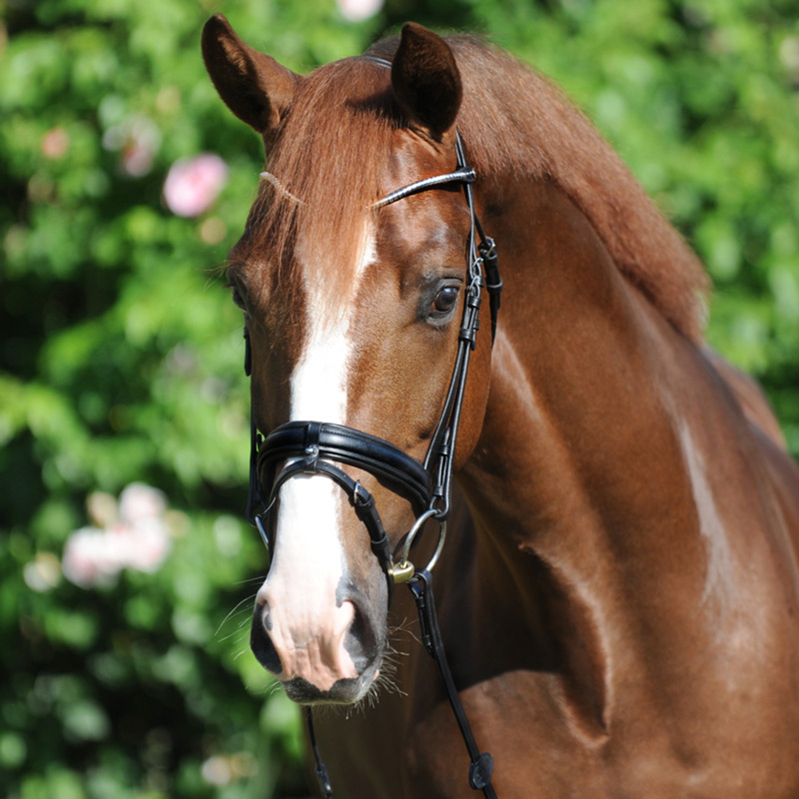 Kavalkade Clinchesse Bridle