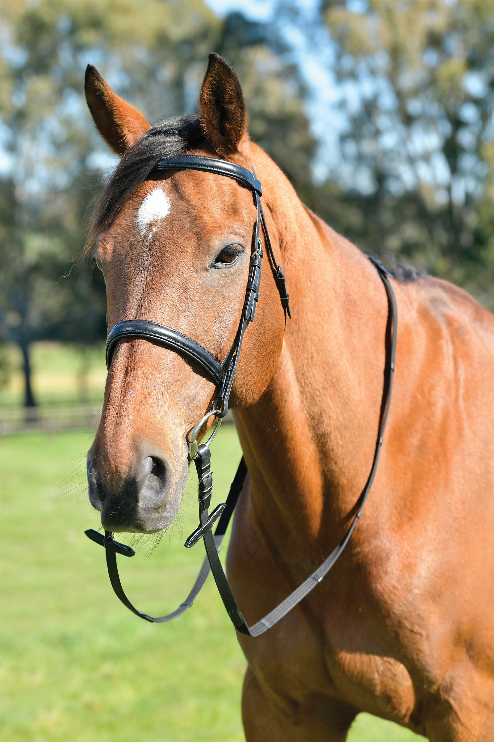 Kincade Classic trense med hævet næsebånd i engelsk stil og tøjler