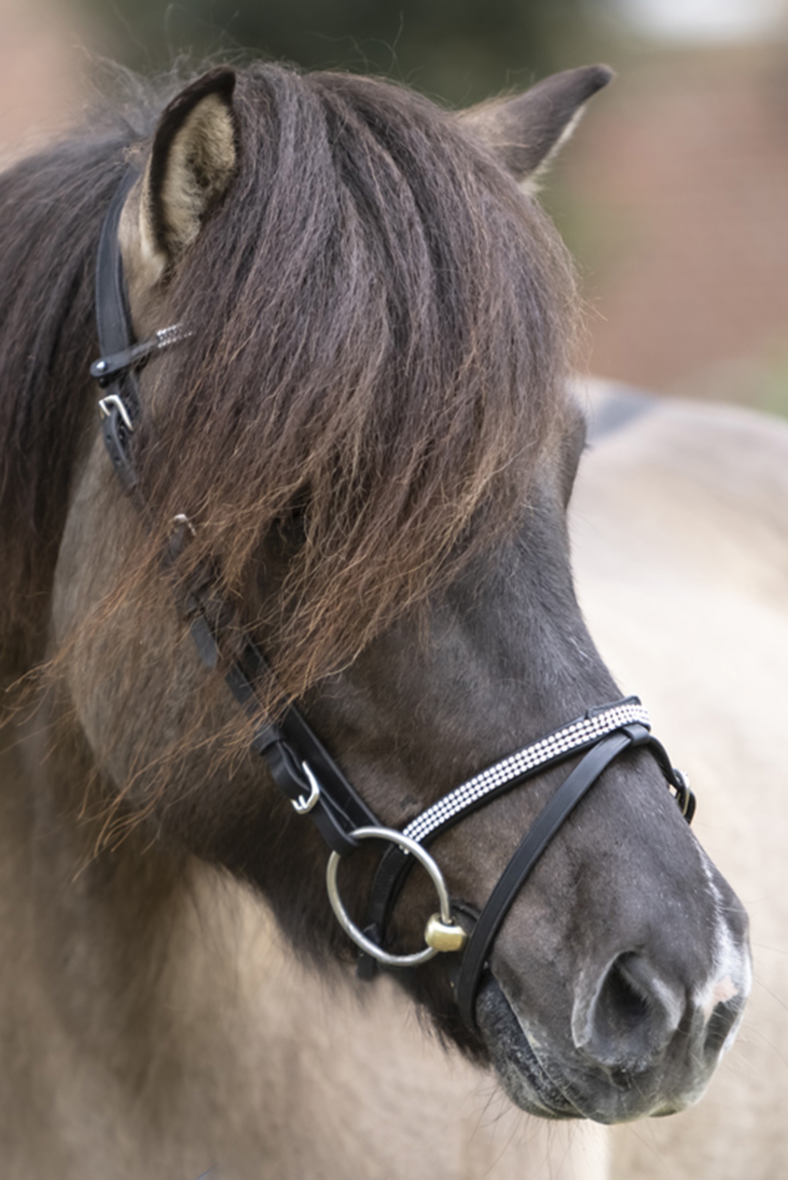 Kavalkade Hvítur English Noseband for Aradis Icelandic Bridle