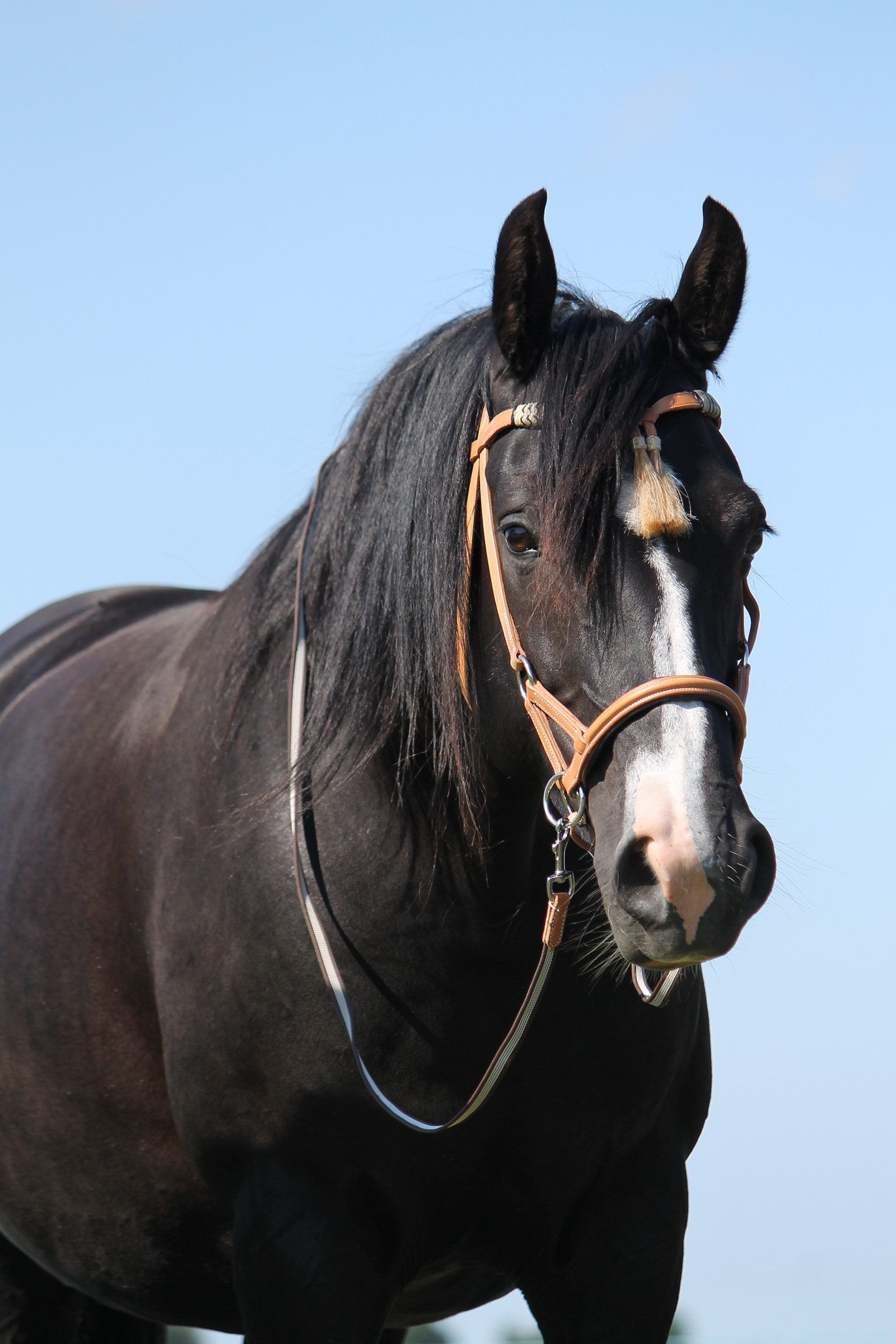 F.R.A. Freedom Riding Articles Shango Sidepull (System 3) western look læder.