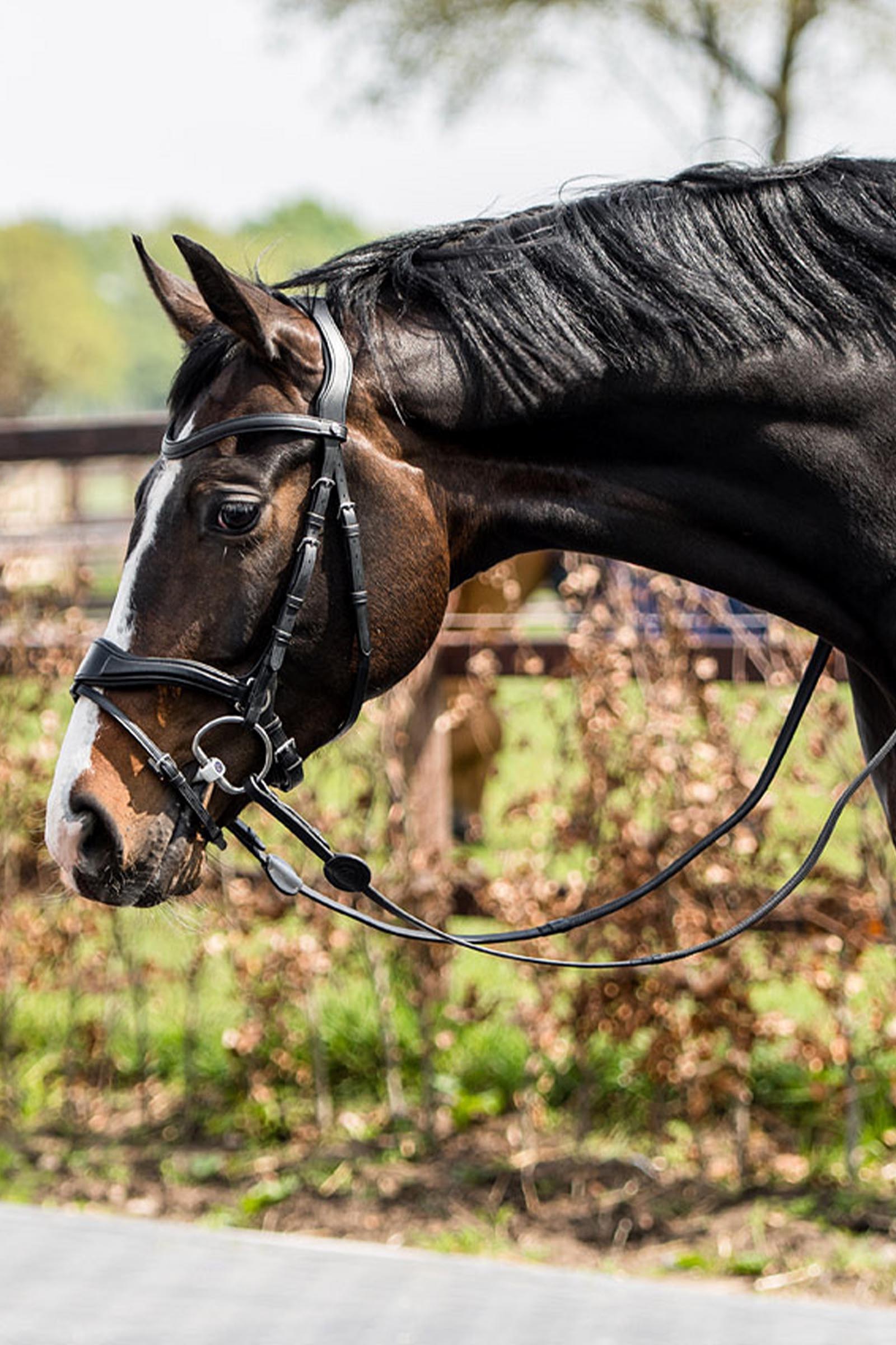Trust Equestrian Falsterbo T-motion Bridle