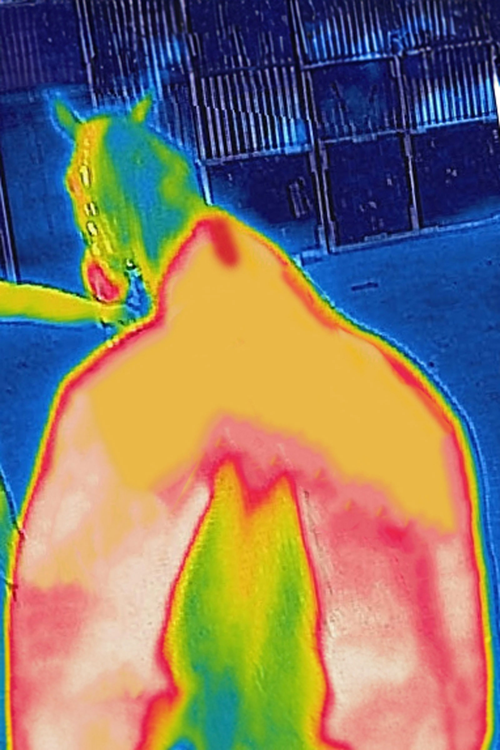 Bucas Therapy køledækken, 0 g