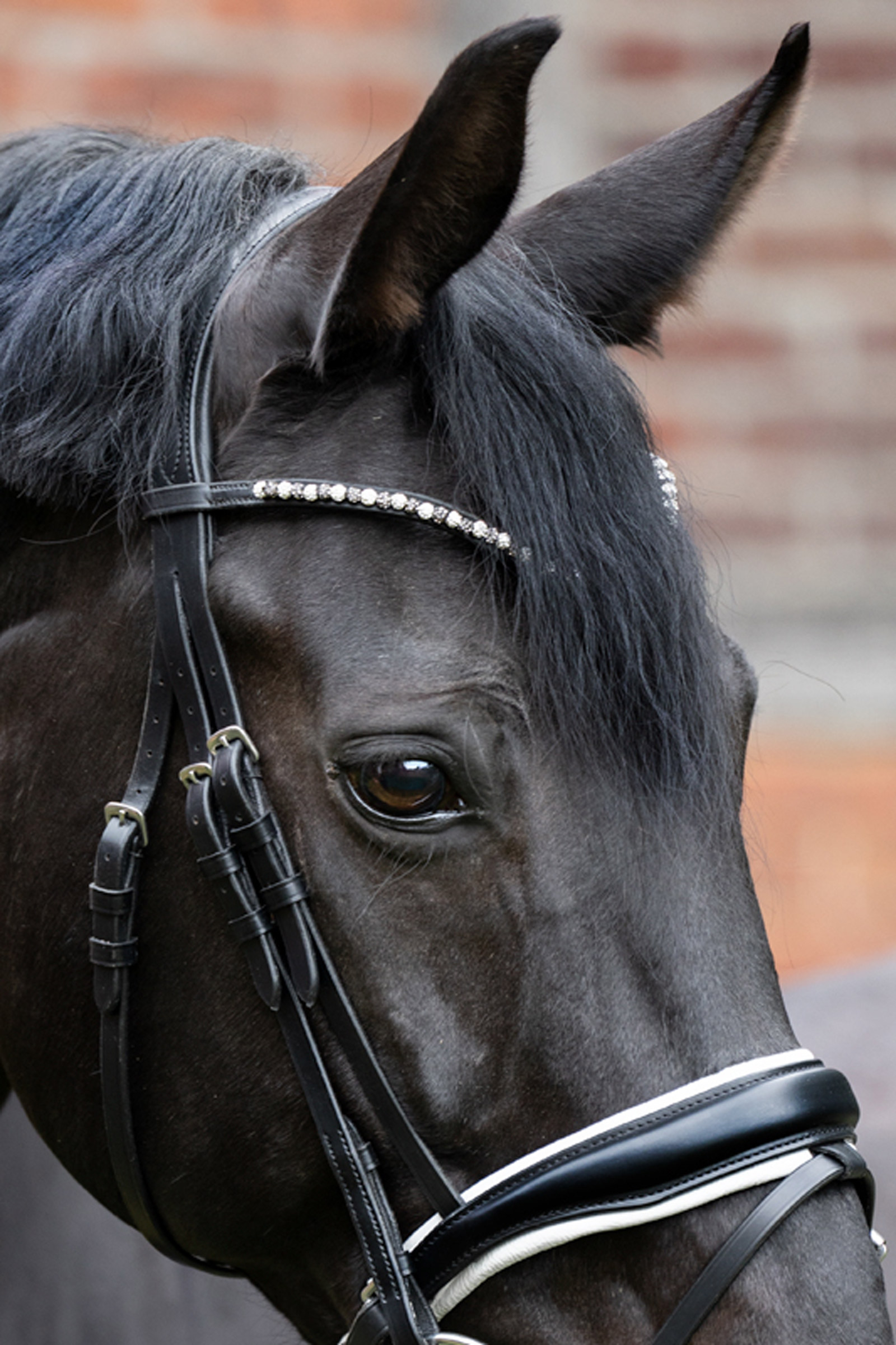 Kavalkade pandebånd Pila