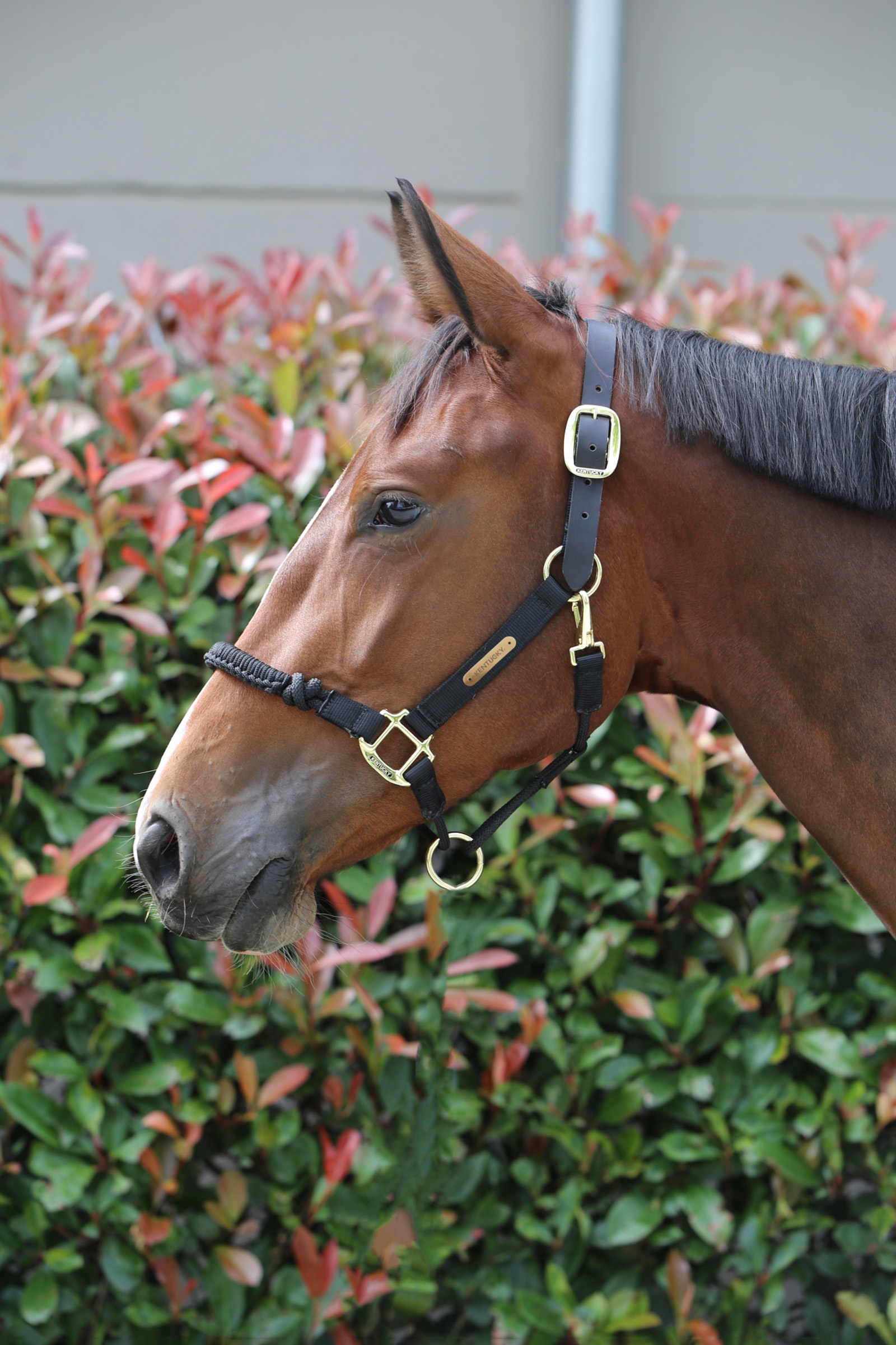Kentucky Horsewear Control grime.