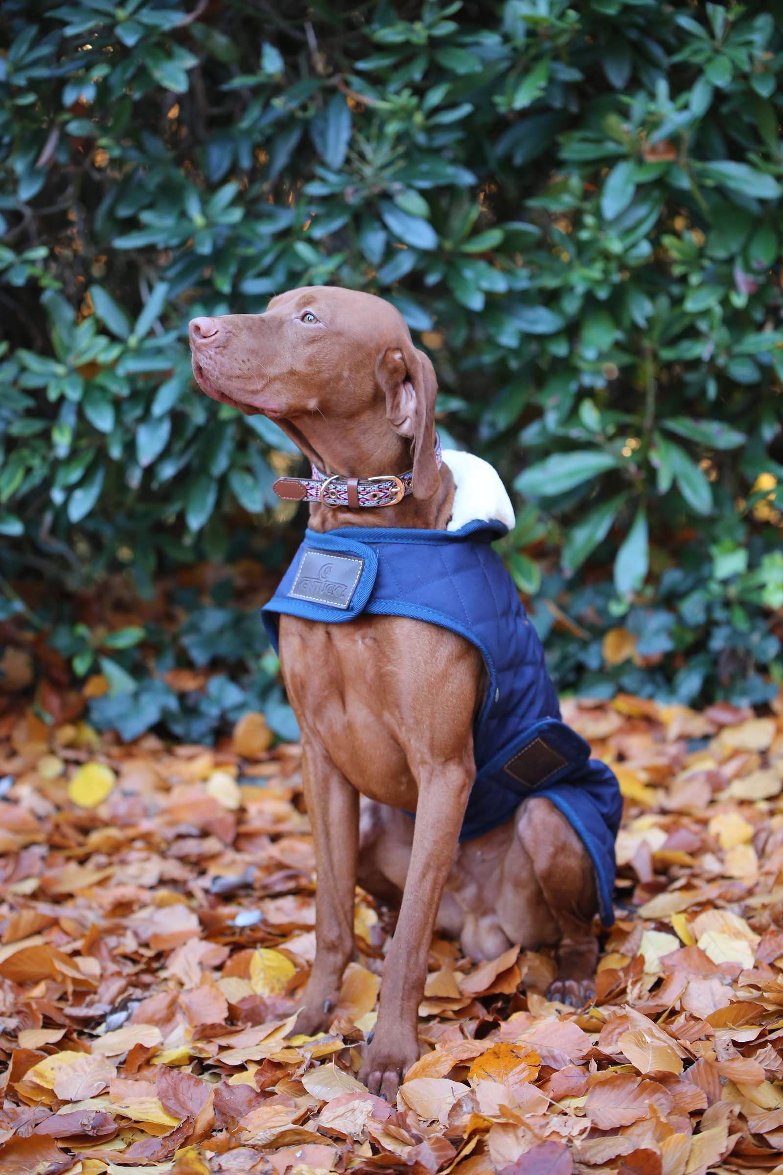 DB/AB Kentucky Dogwear hundefrakke