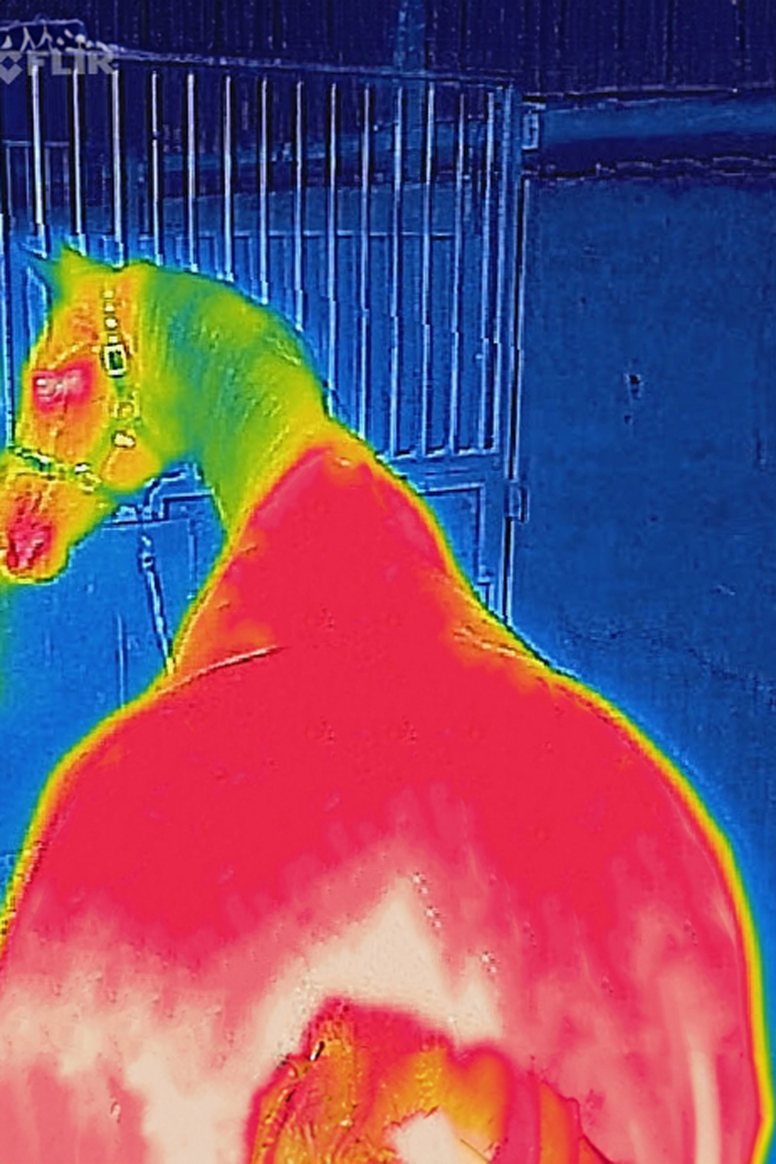 Bucas Therapy udedækken let, 50g