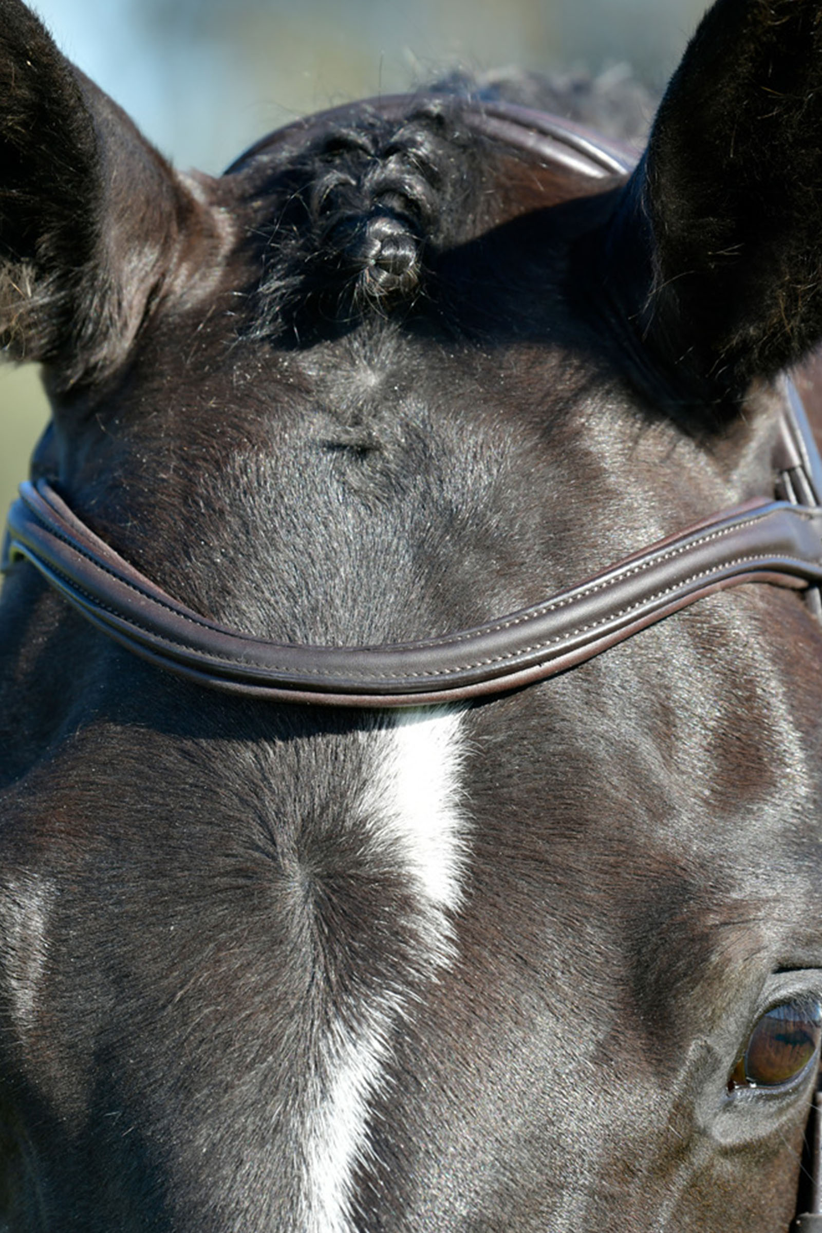 Collegiate Comfitec Opulux klassisk foret trense med kombineret Hannoveransk n&aelig;seb&aring;nd