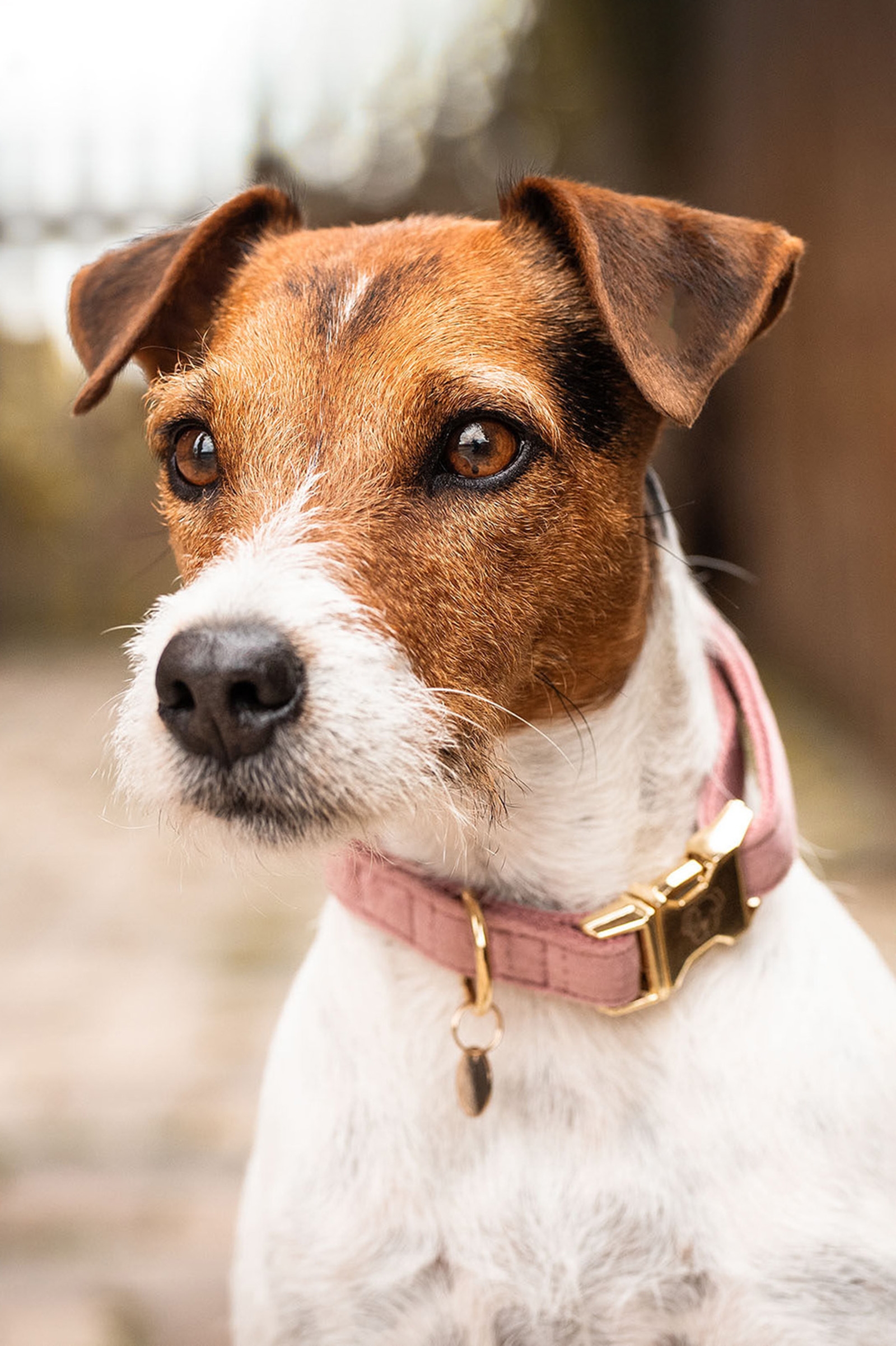 Raspberry Pink Kentucky Dogwear Dog Collar Velvet halsb&aring;nd