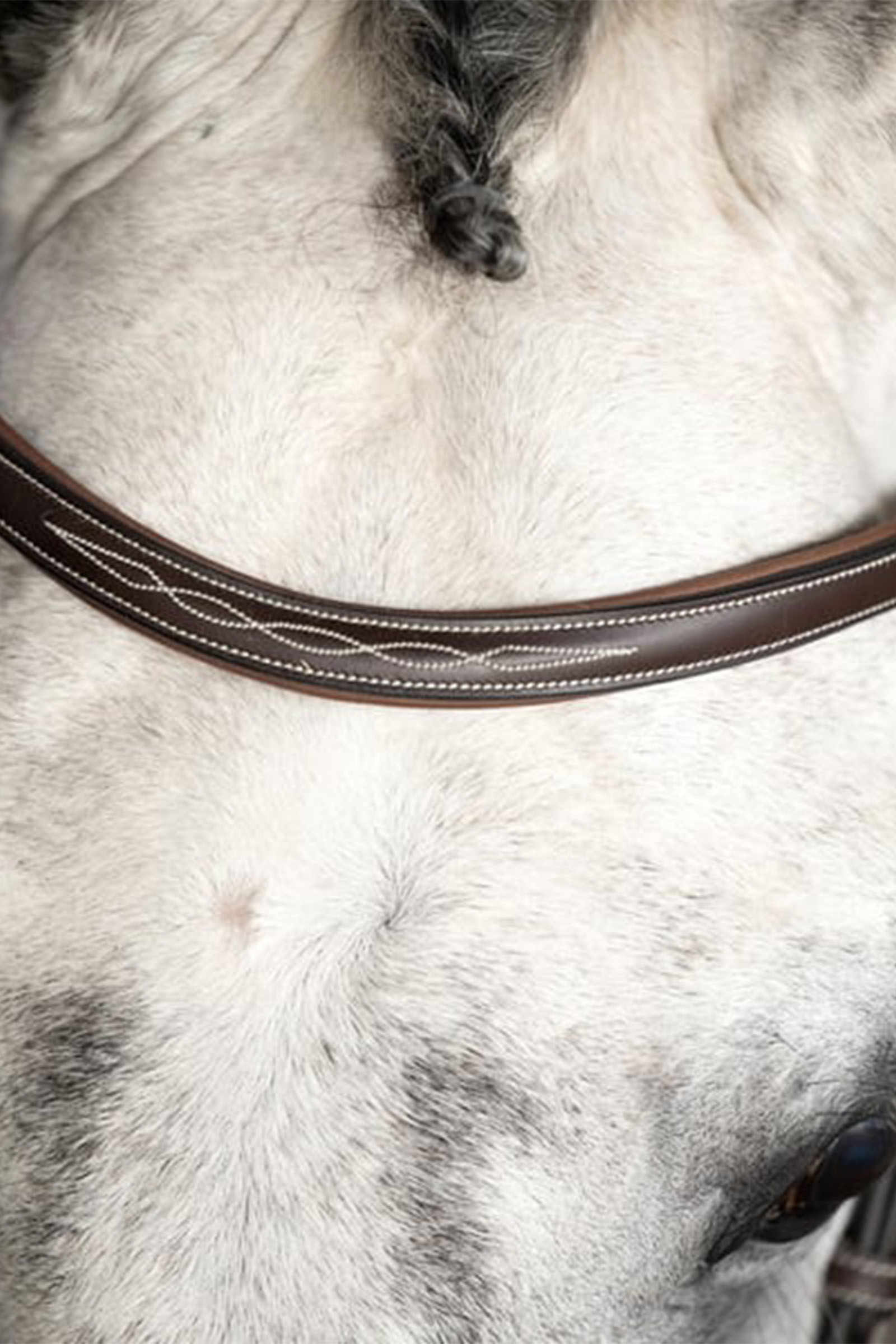 PS of Sweden Ocala trense