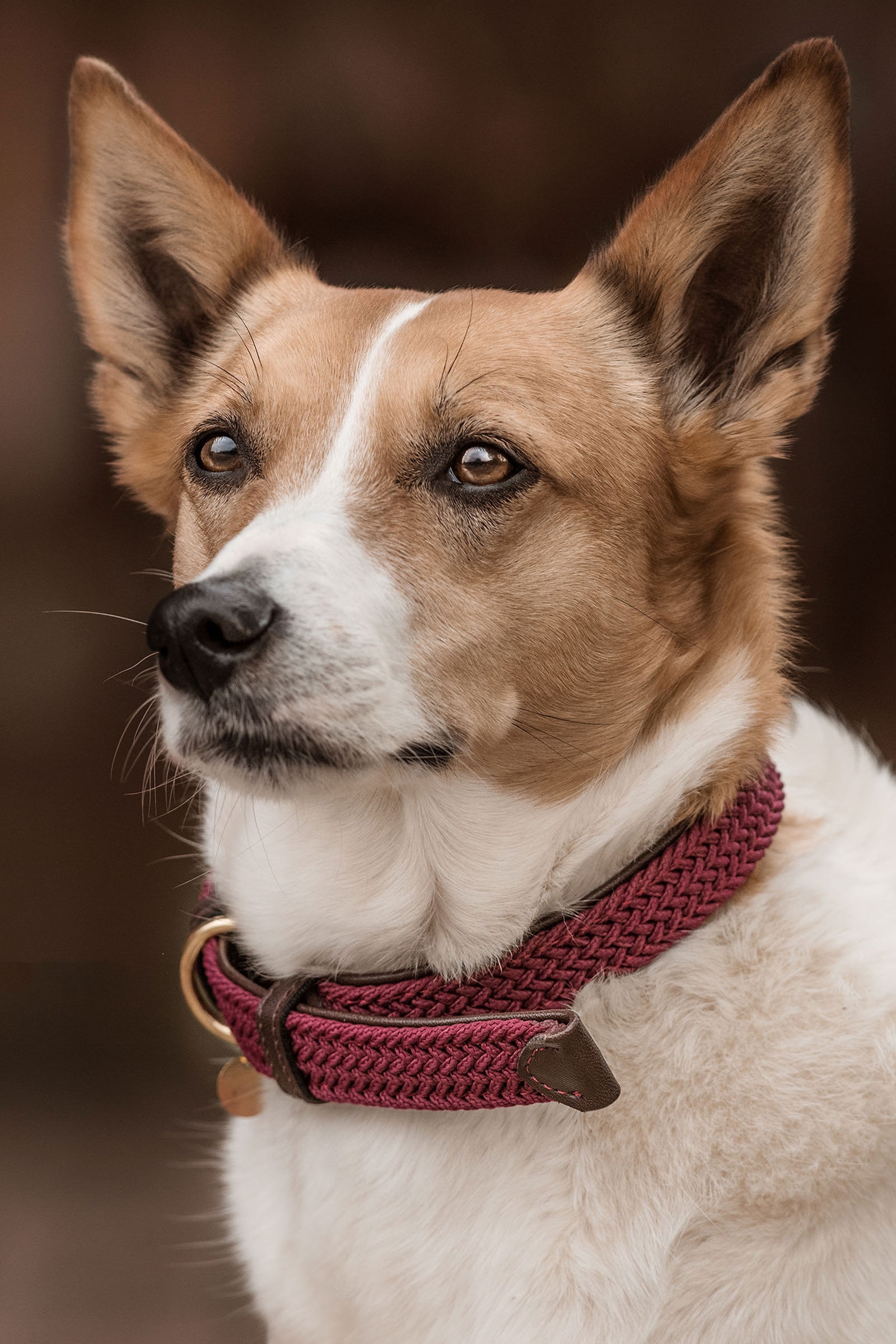 Dark Red Kentucky Dogwear flettet nylonhundehalsb&aring;nd