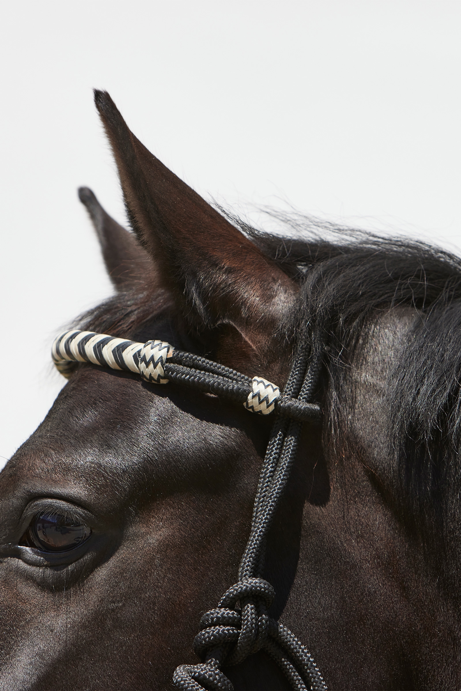 Kieffer Enya Rebgrime