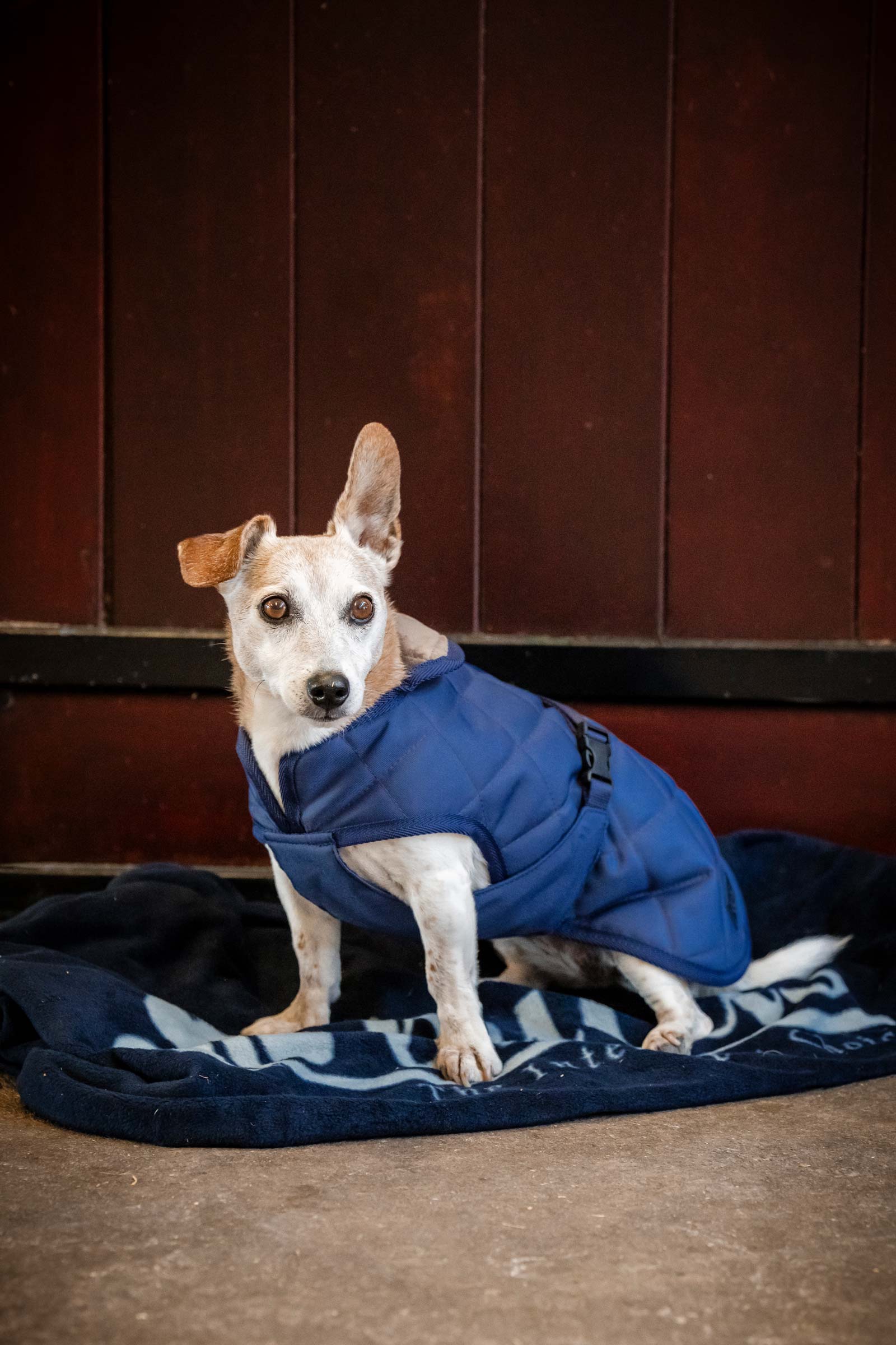 Bucas Hyggeligt Hundet&aelig;ppe