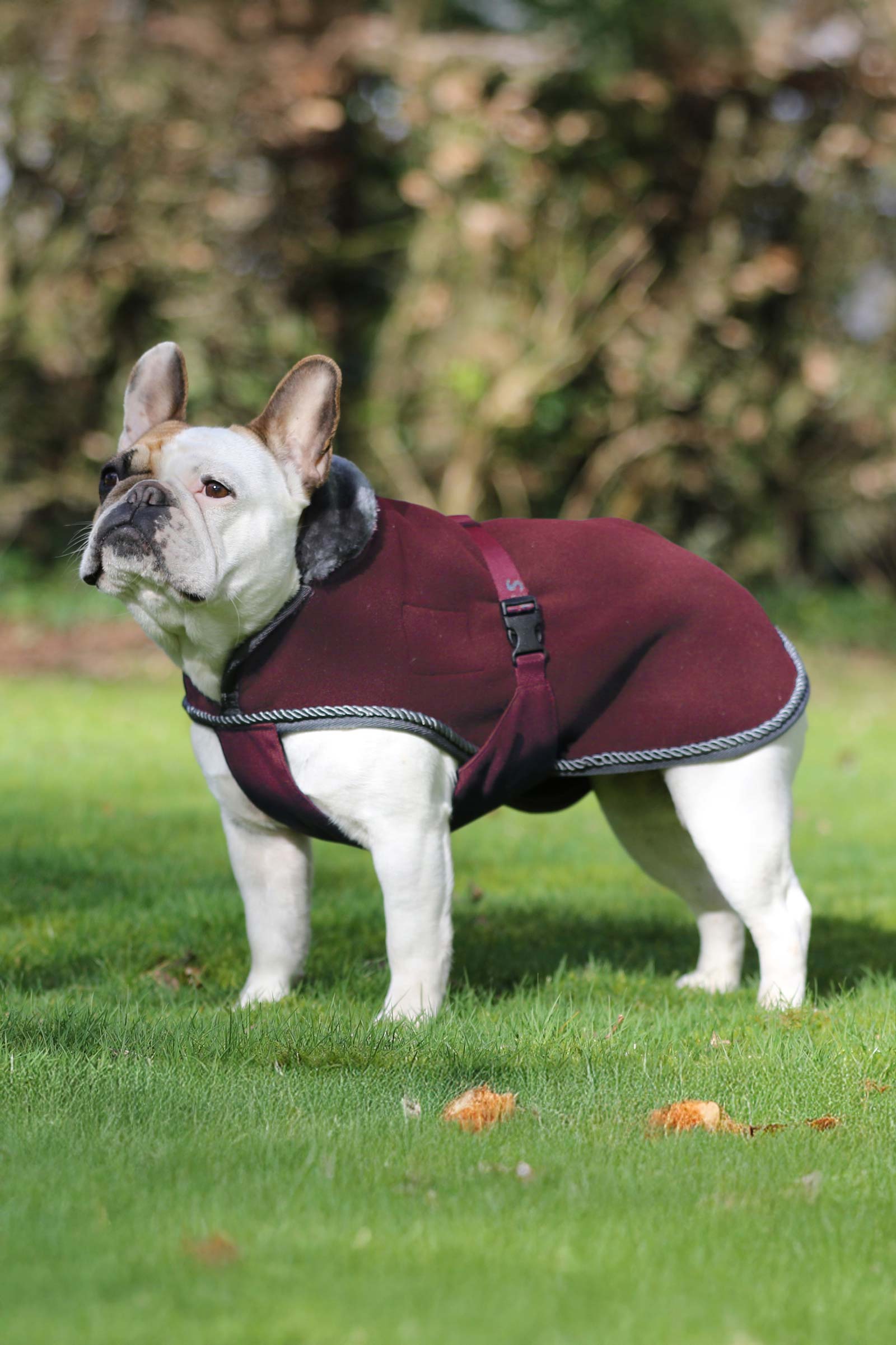 Bucas Show-Line Dog Rug