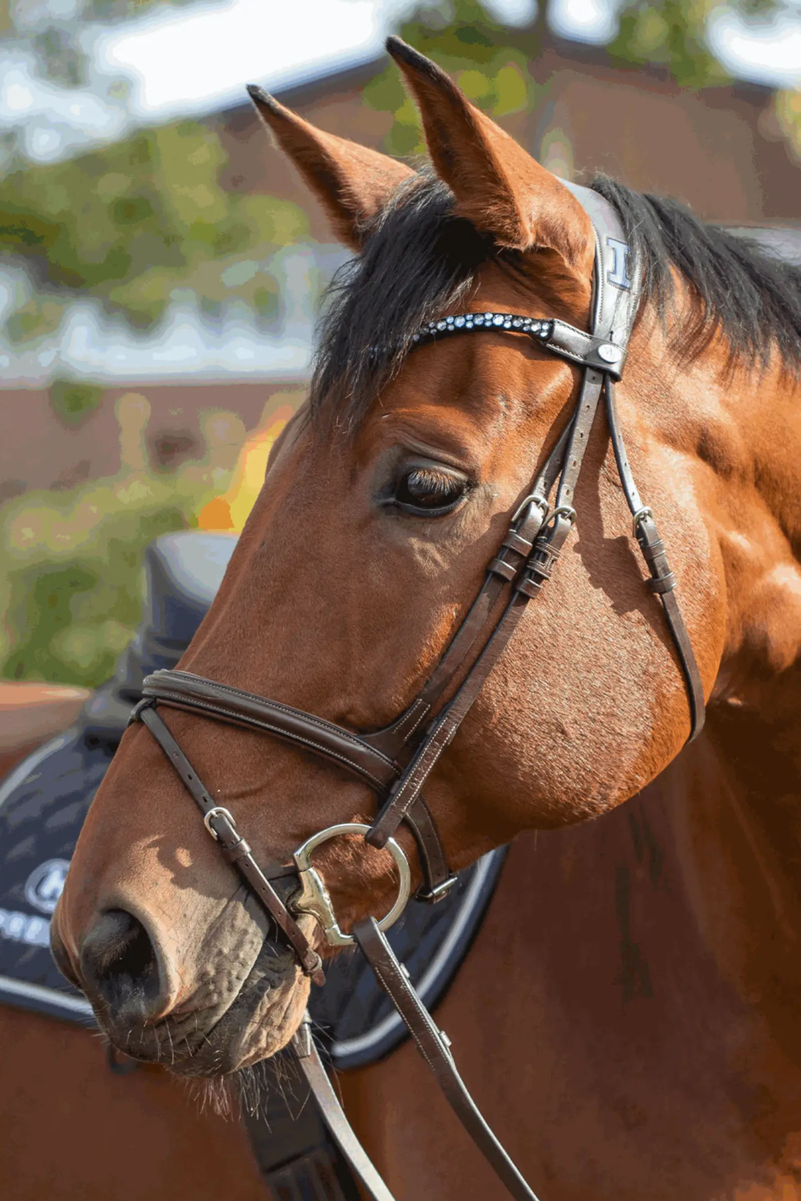 Sprenger Novocontact Eggbuttbid 14mm Enkeltleddet Sensogan Med D-Formede Ringe