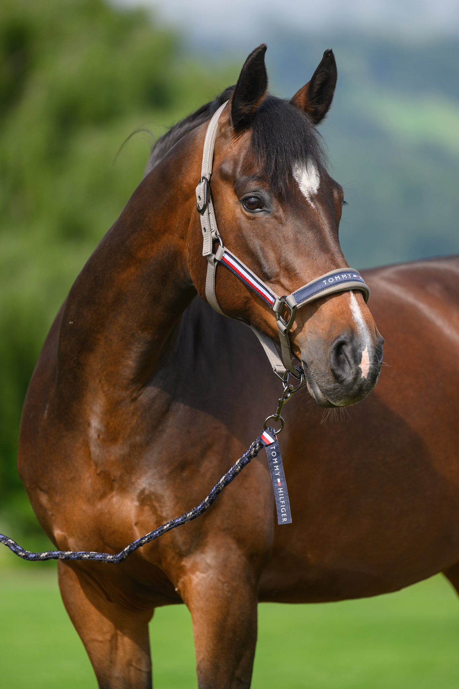 Ash Tommy Hilfiger Equestrian Yale grime- og tr&aelig;ktovs&aelig;t