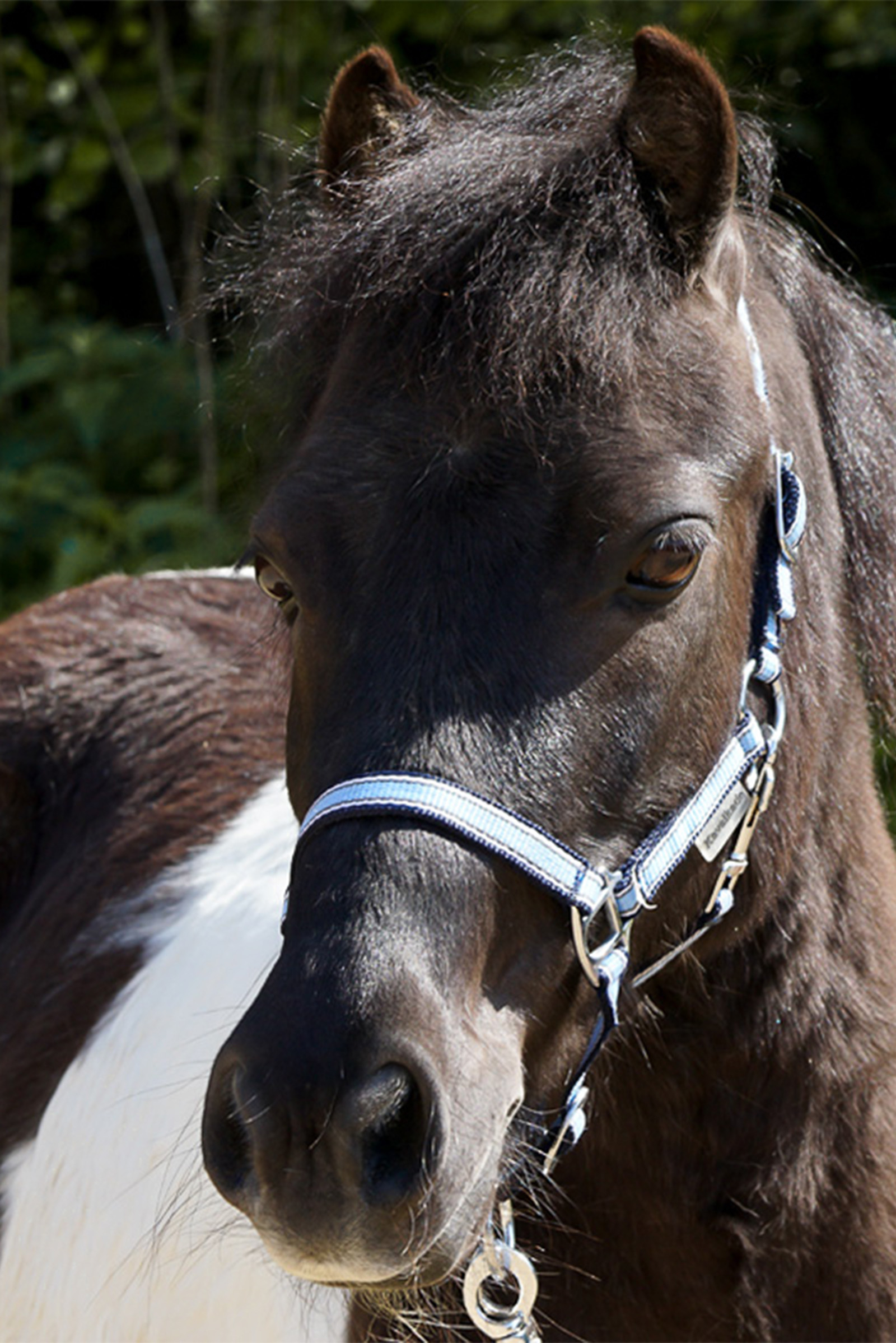 Kavalkade Shorty Grime til Shetlandsponyer