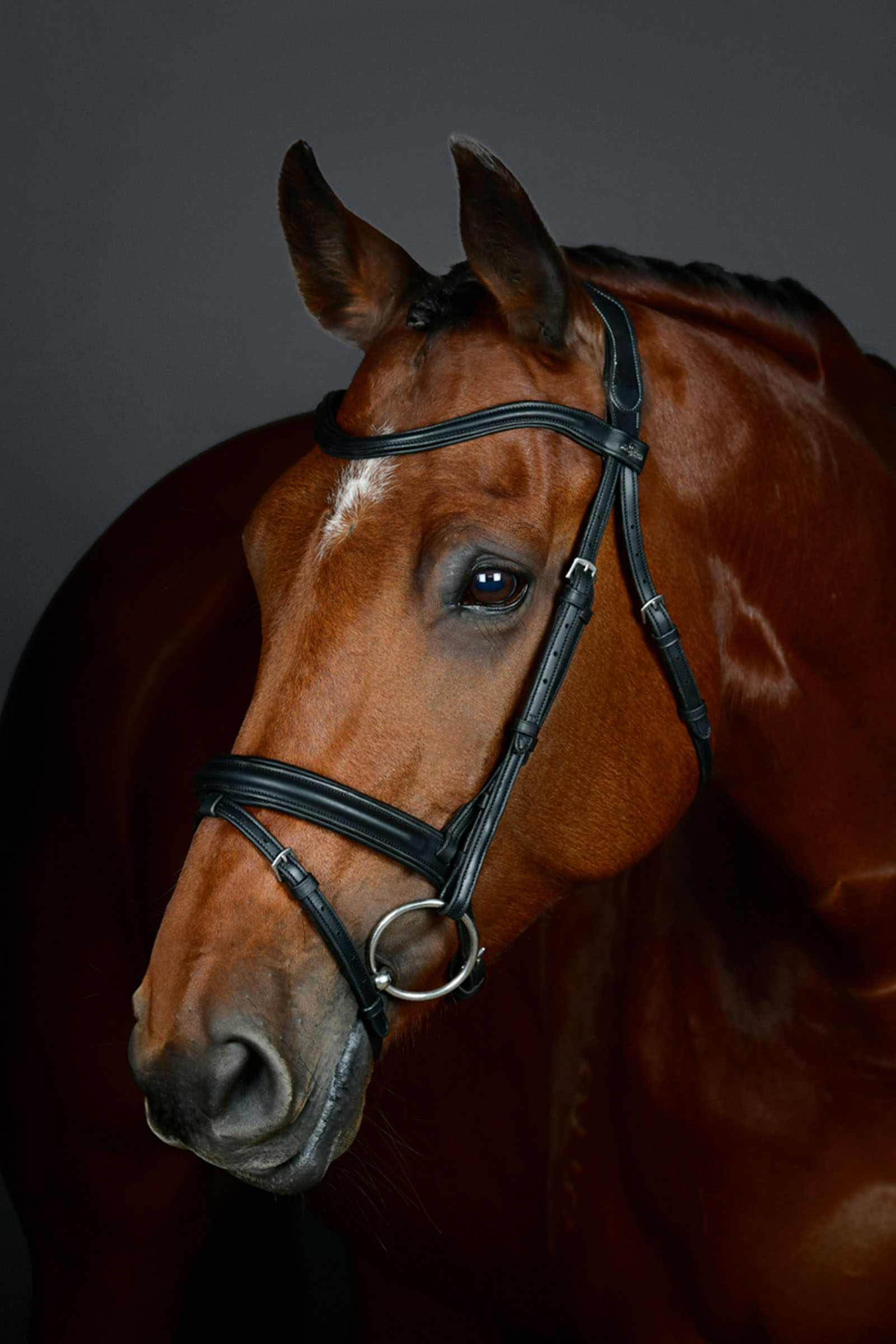 Black Collegiate Comfitec Opulux klassisk foret trense med kombineret Hannoveransk næsebånd