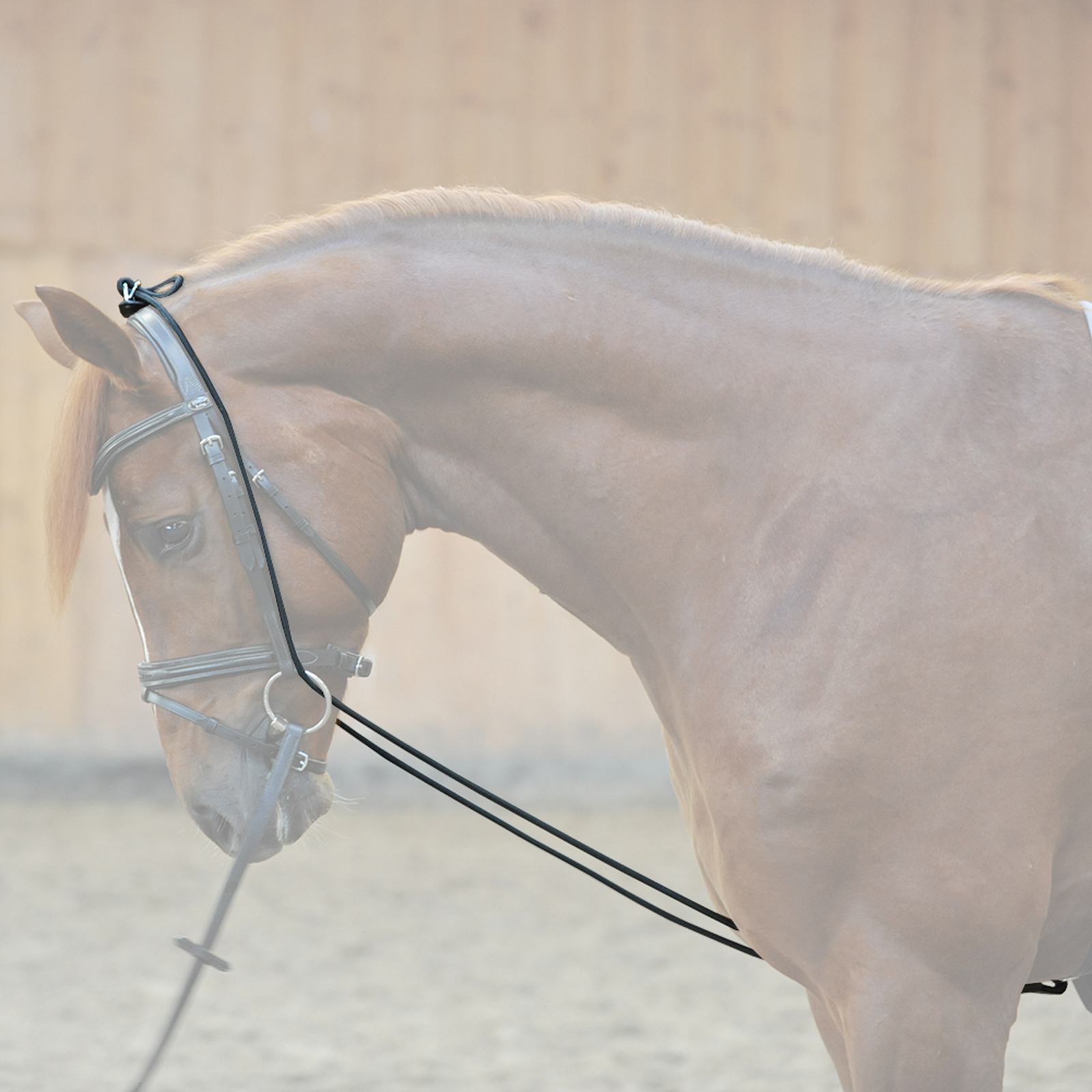 Kavalkade Bungie chambon, elastisk