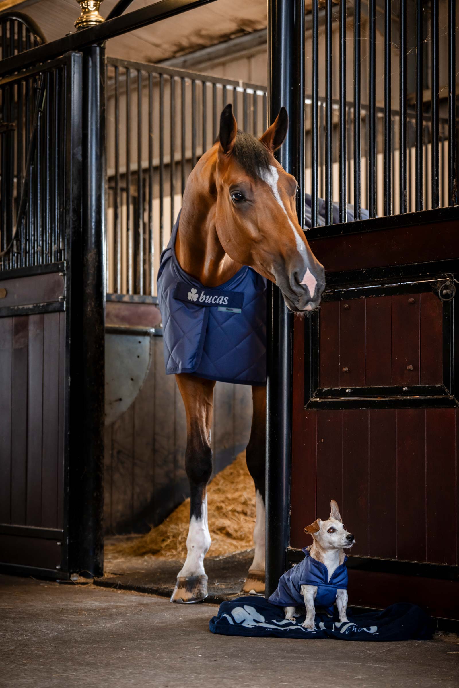 Bucas Hyggeligt Hundet&aelig;ppe