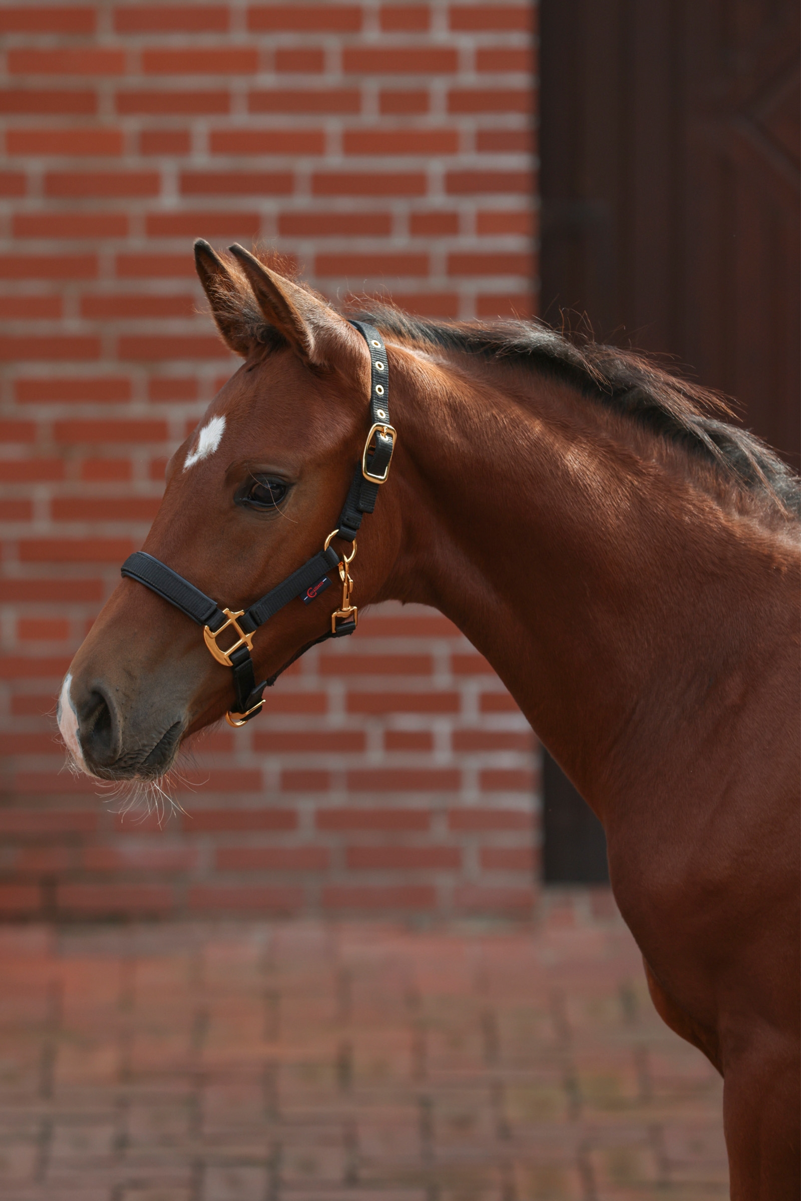 Covalliero Føl grime