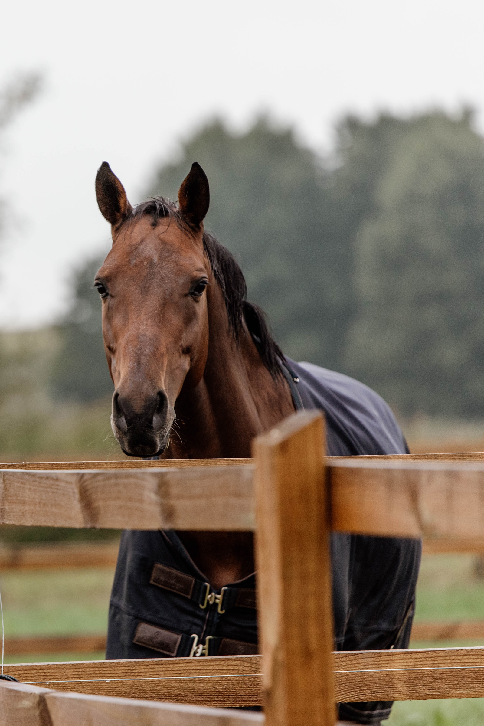 Kentucky Horsewear All Weather Udedækken, 300g