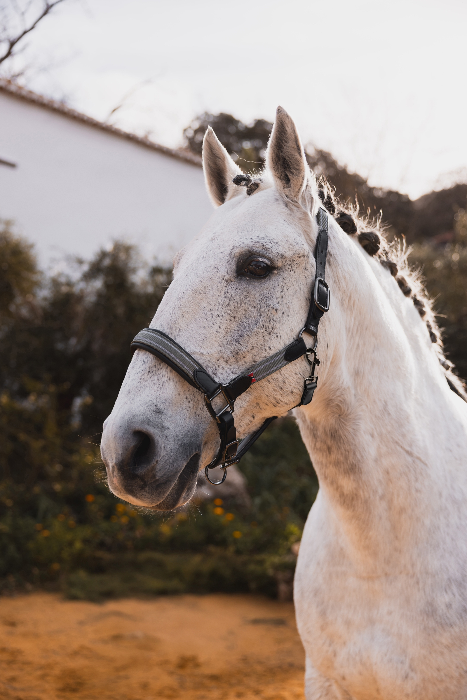 B Vertigo Lennox læder Grime