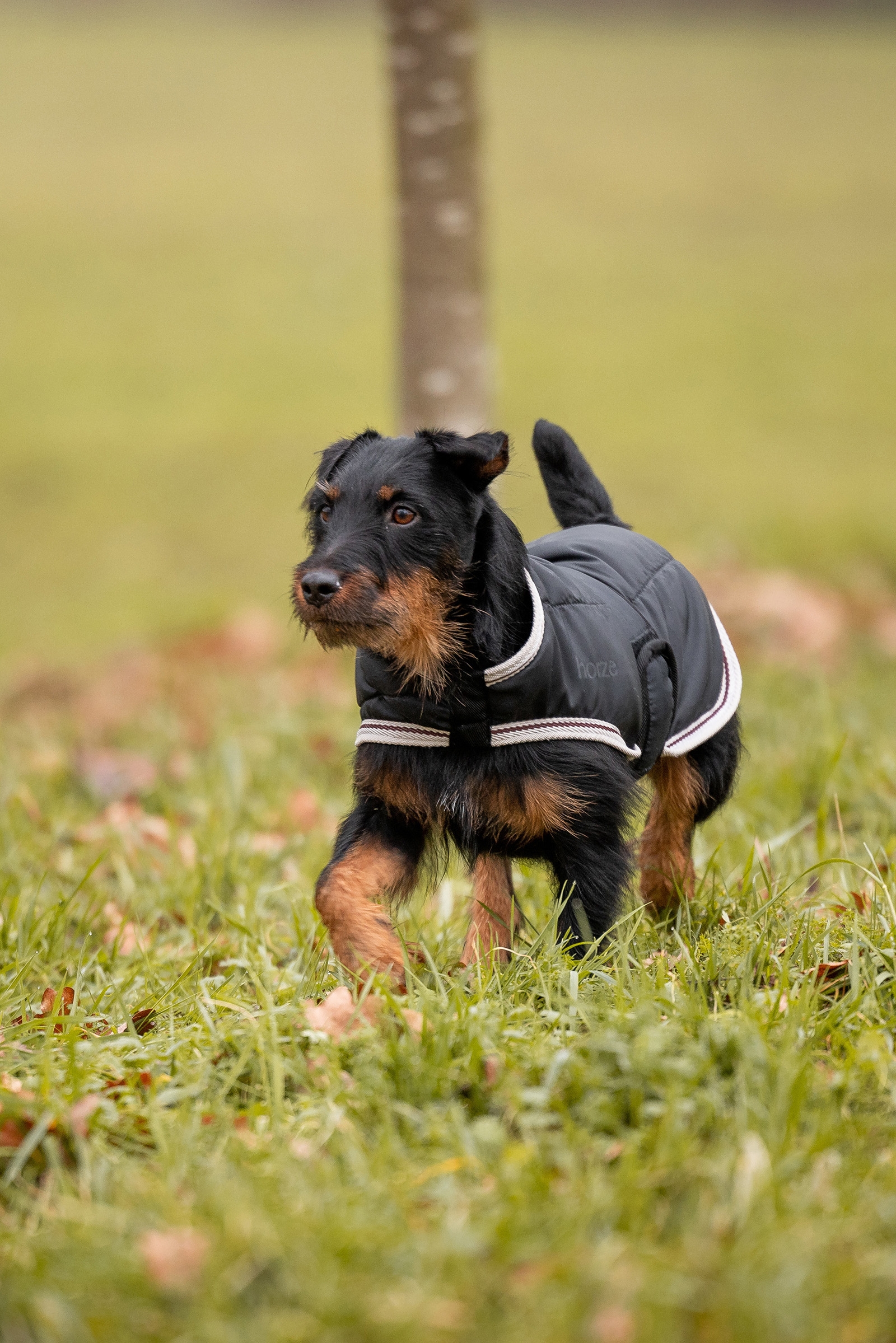 Horze Sudbury 2-i-1 Hundedækken, 0 gr, 100 gr