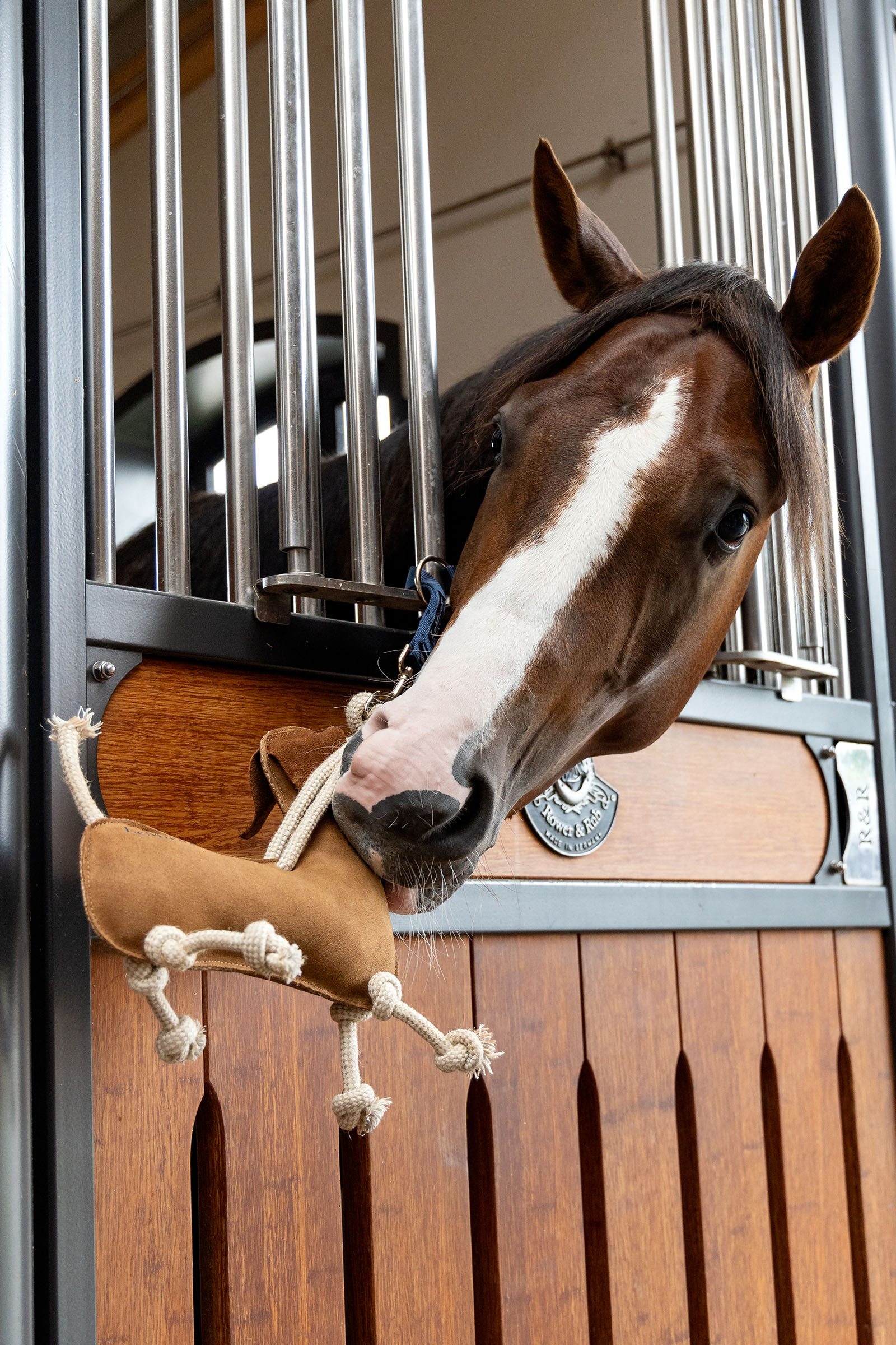 LeMieux hesteleget&oslash;j gravhund