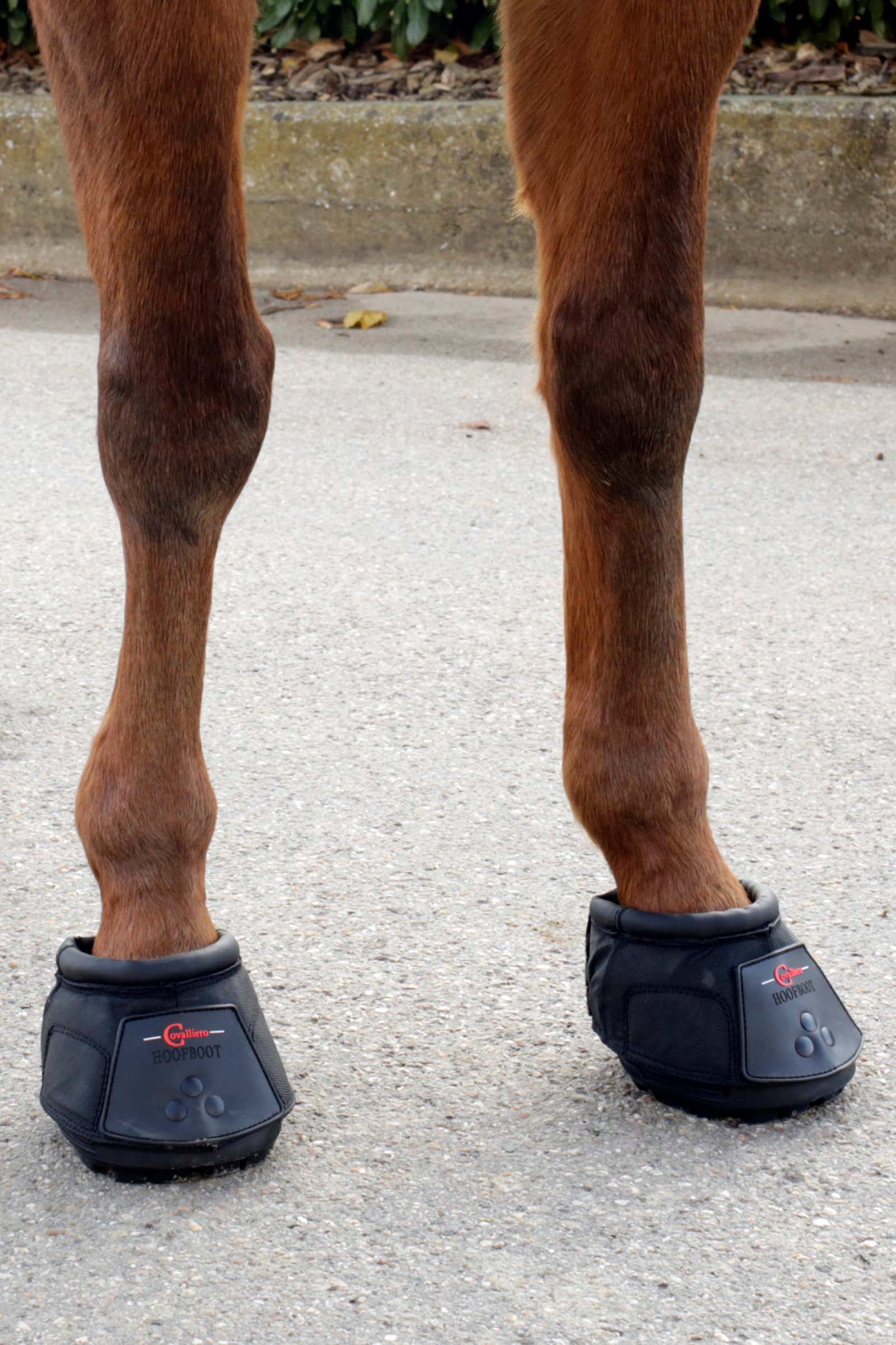 Covalliero Hovsko (1 stk.)