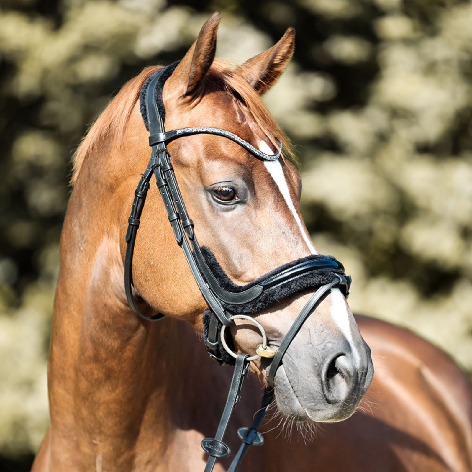 Kavalkade Ivella KavalSH4 Trense