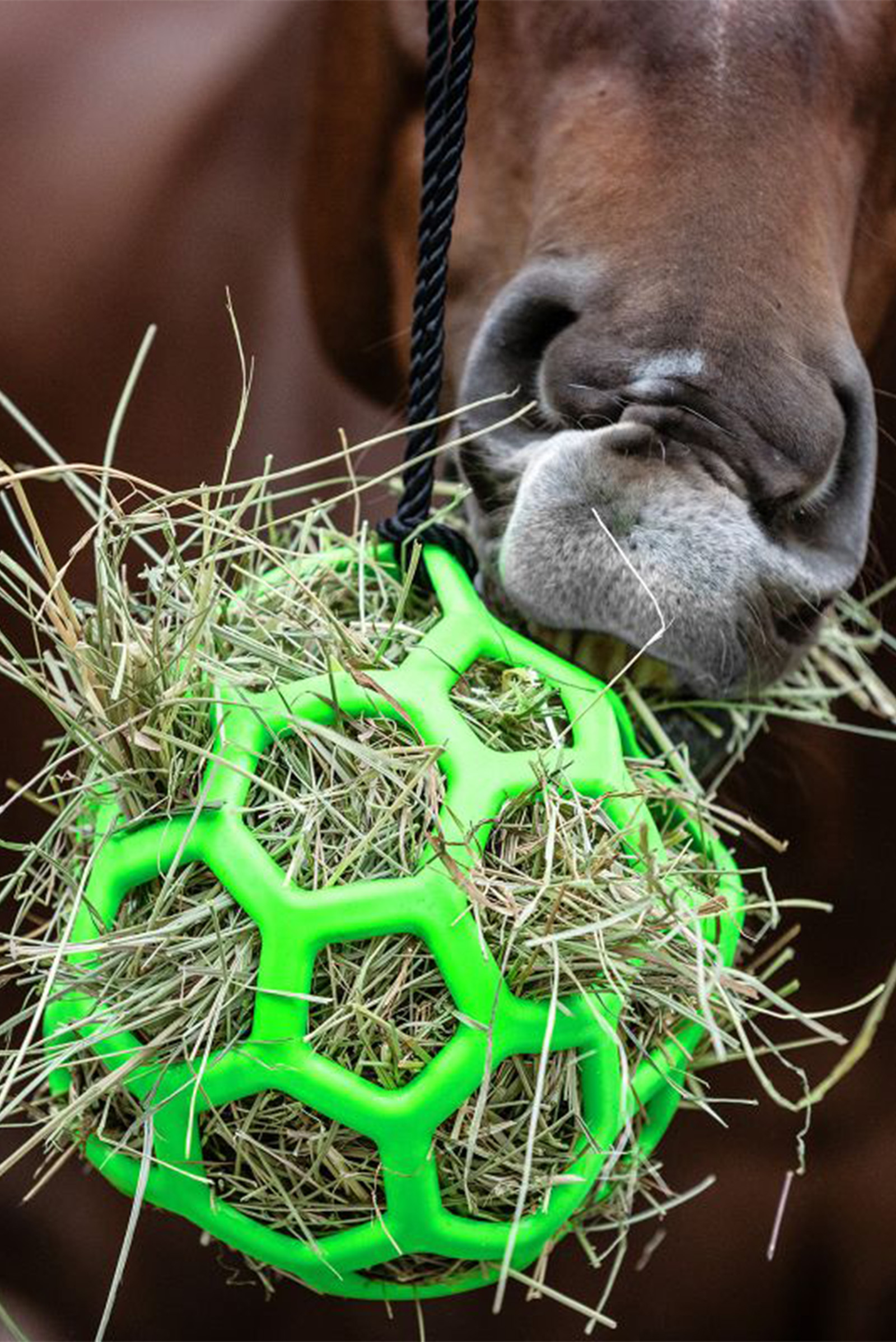 Waldhausen h&oslash;bold