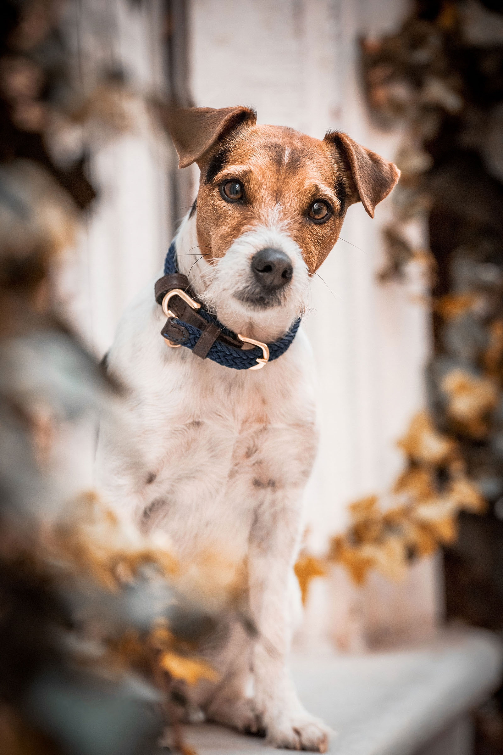DB/AB Kentucky Dogwear flettet nylonhundehalsb&aring;nd