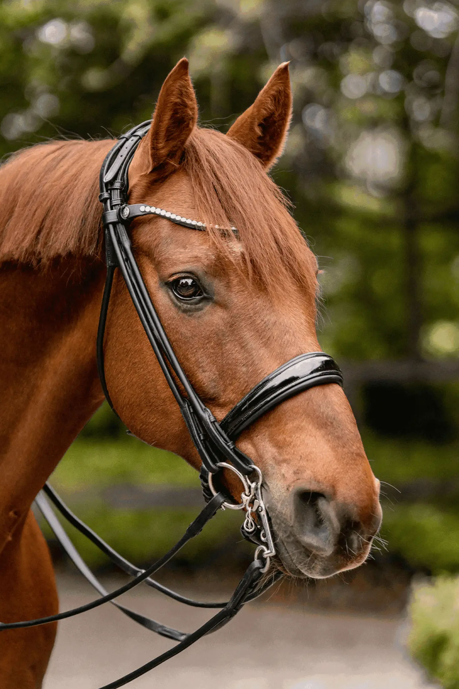 Sprenger Novocontact Weymouth 14mm Sensogan med 5cm rustfri stålskænkel