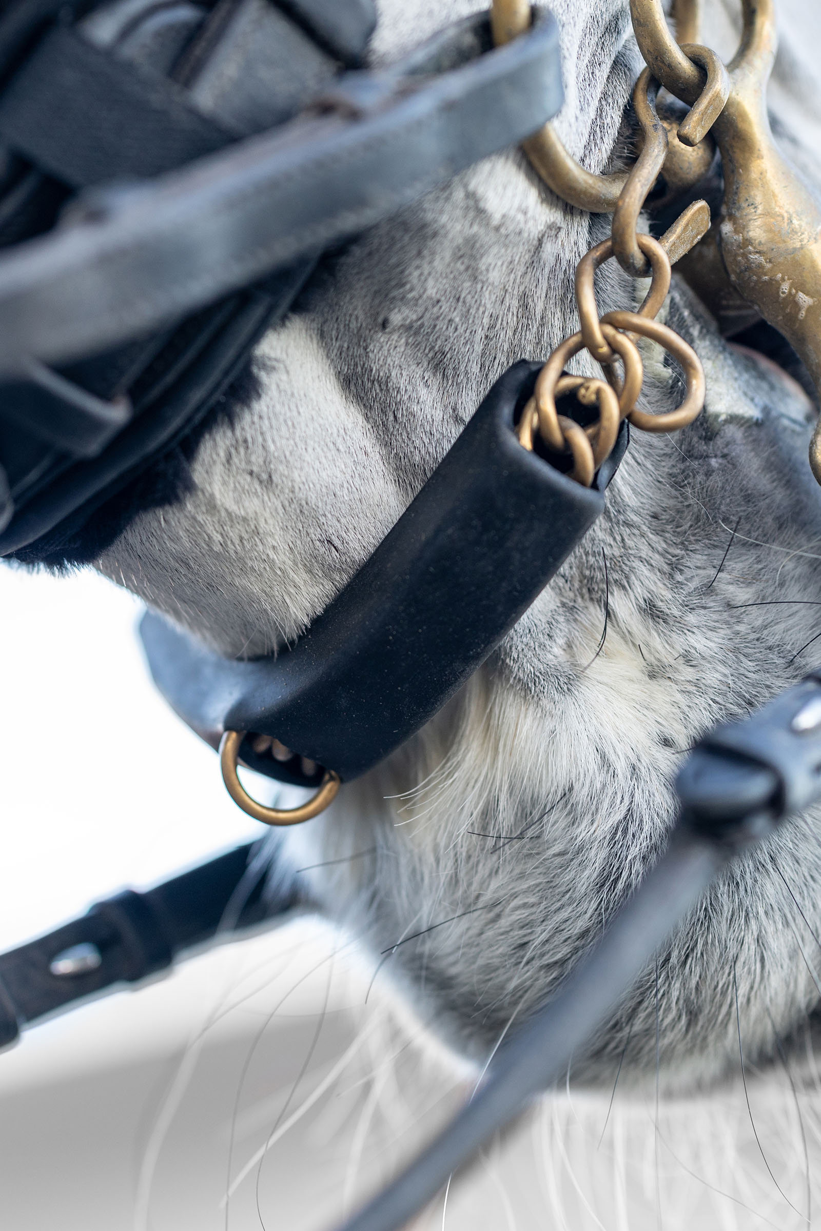 LeMieux k&aelig;derem beskytter