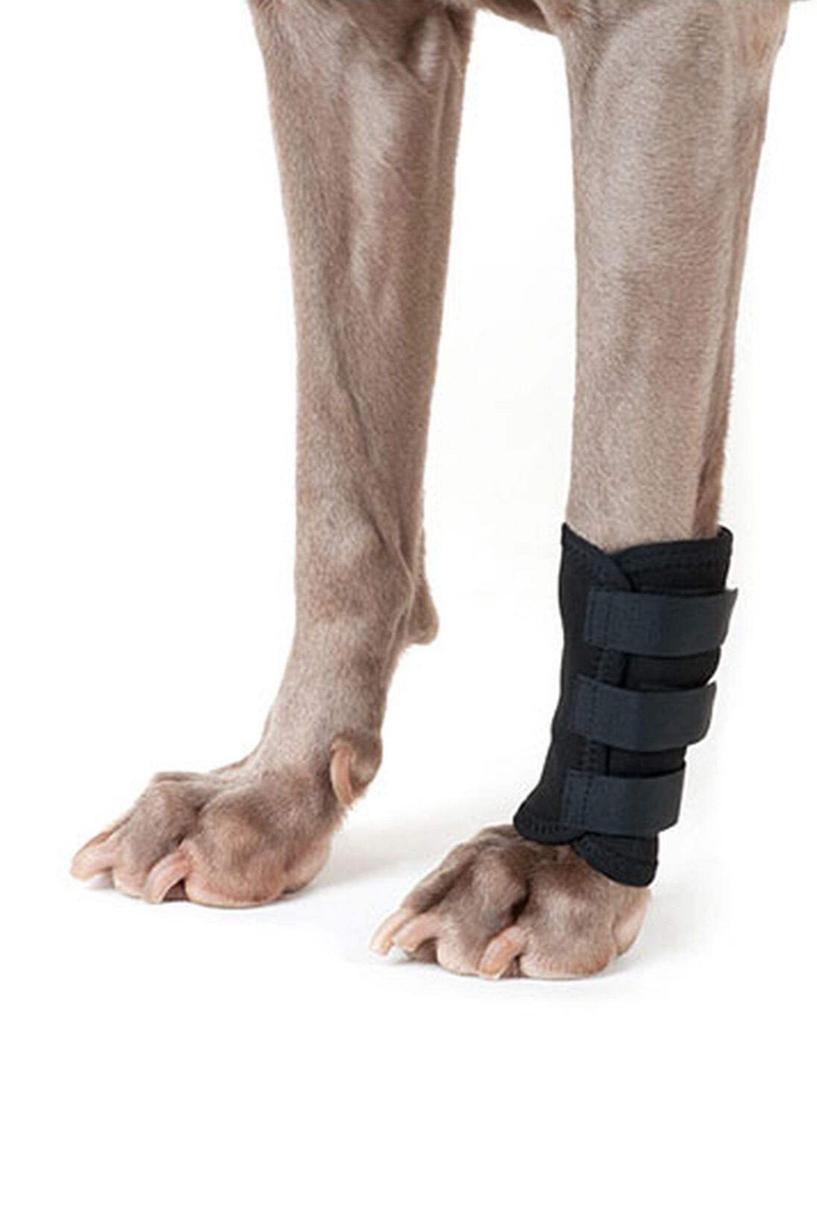 Back on Track benbandage til hund (et stk.)