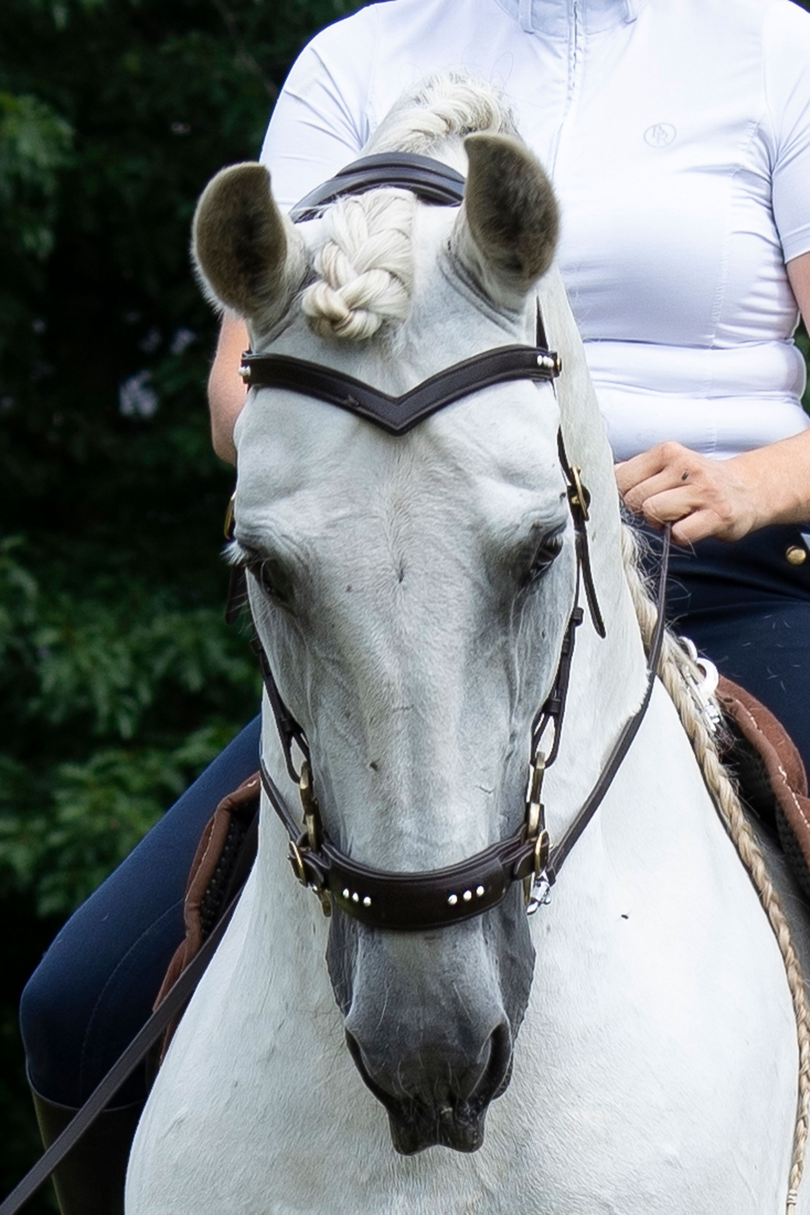 F.R.A. Freedom Riding Articles Glory träns Hackamore med tøjler (System 2), brun