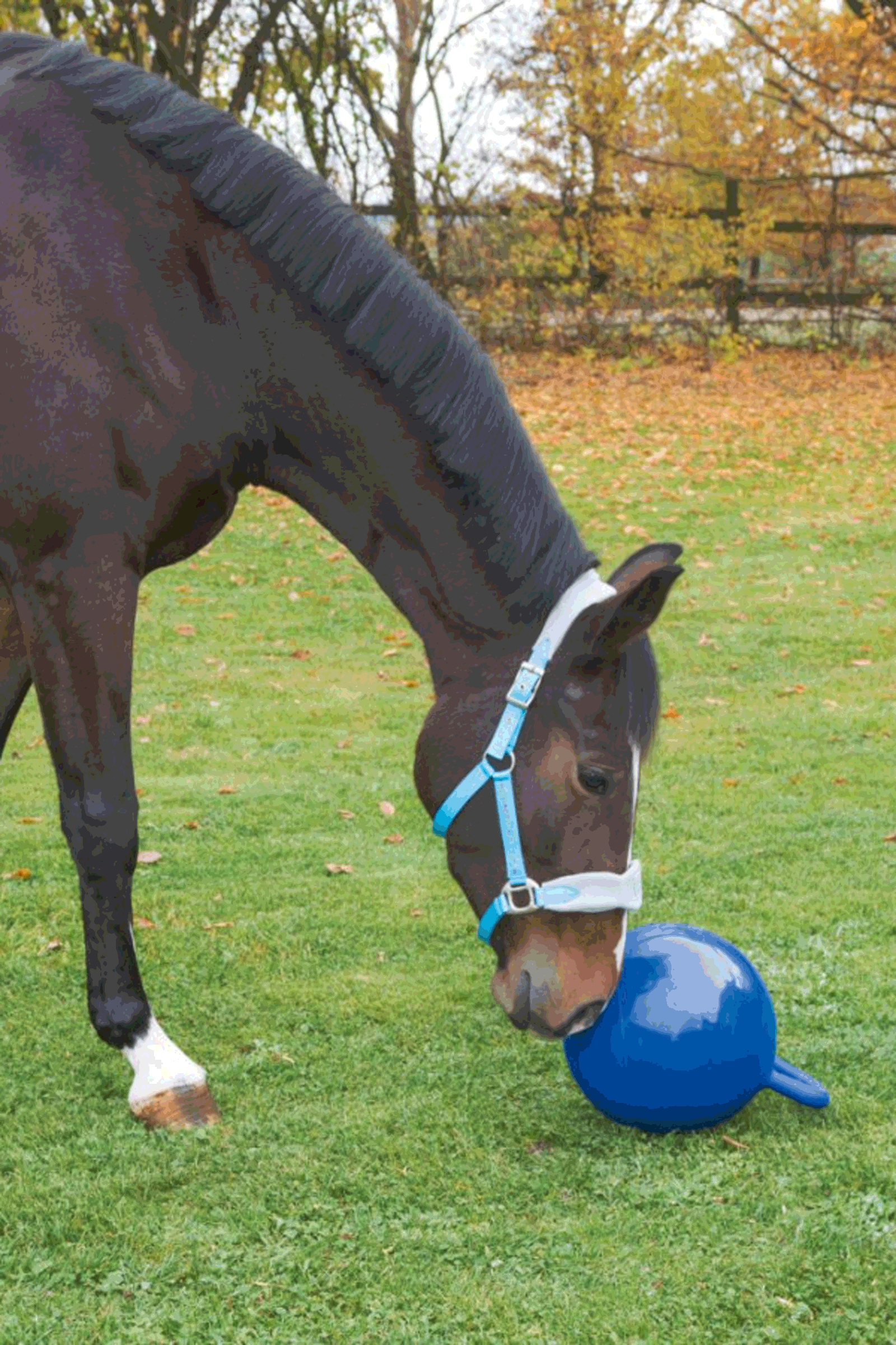 Kerbl Horse Play Ball