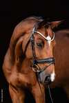 Schockem&ouml;hle Sports Johnny Bridle - Isabell Werth Collection