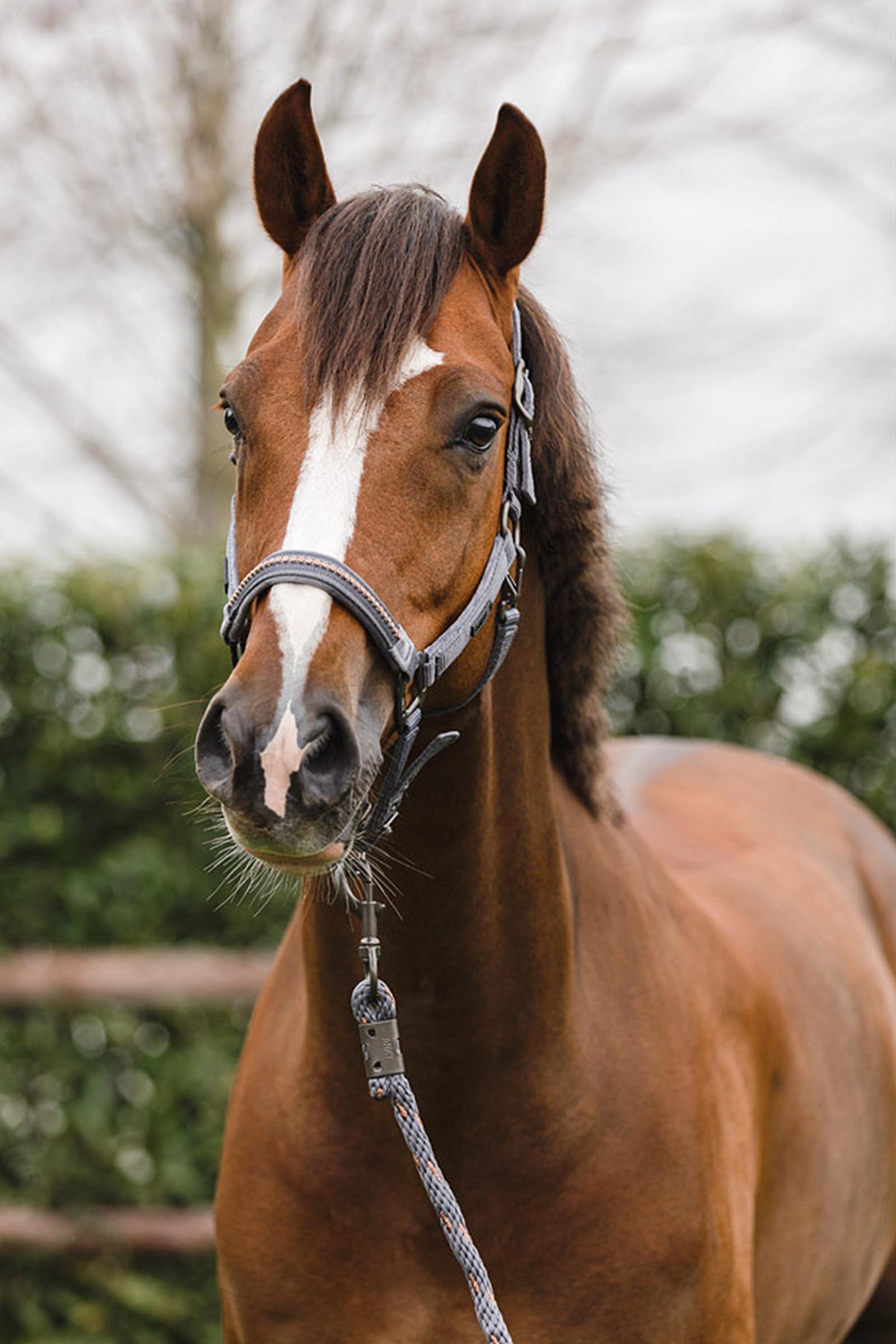 ANKY Stones Grime og Tr&aelig;ktov
