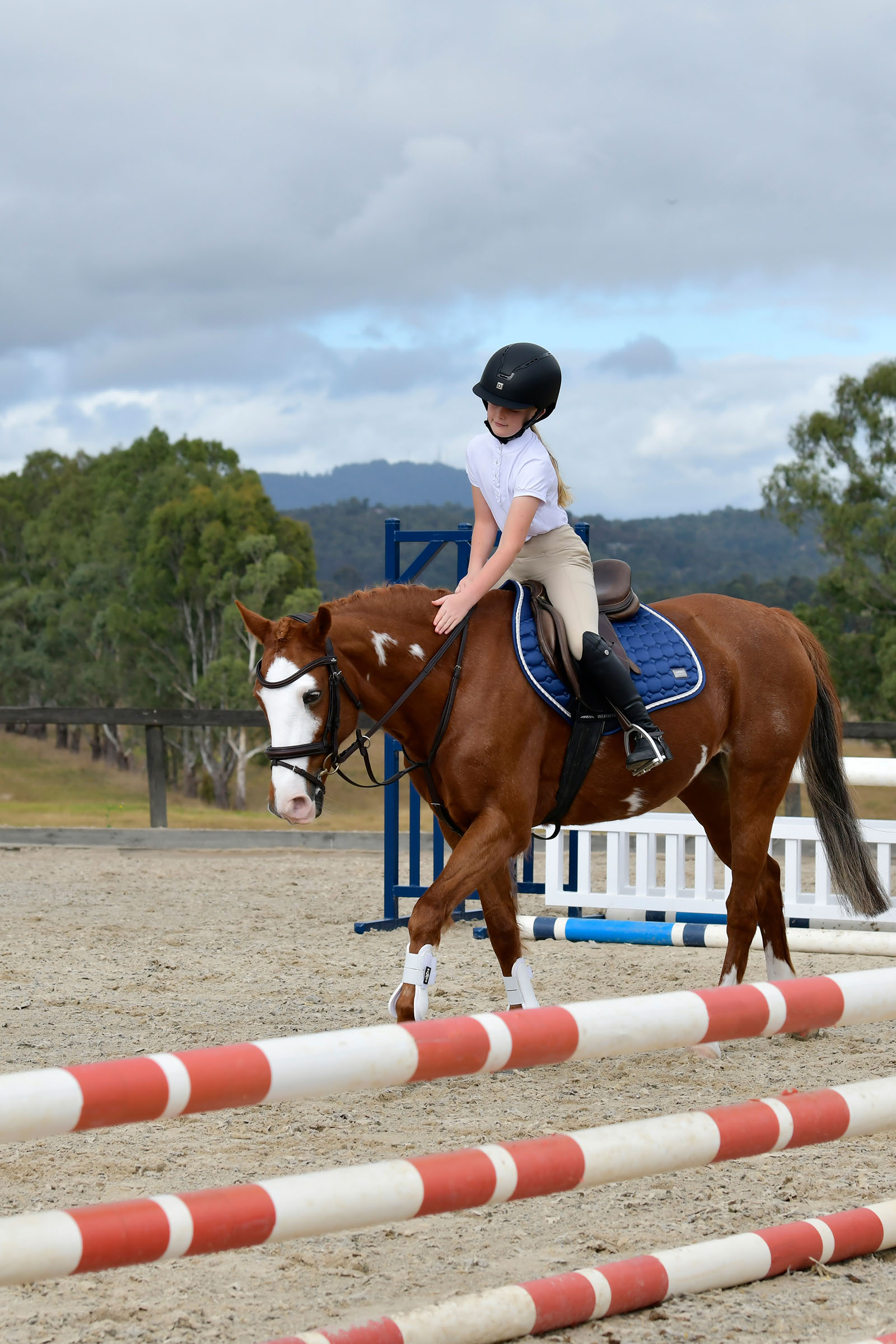 Collegiate Comfitec Opulux klassisk foret trense med kombineret Hannoveransk næsebånd
