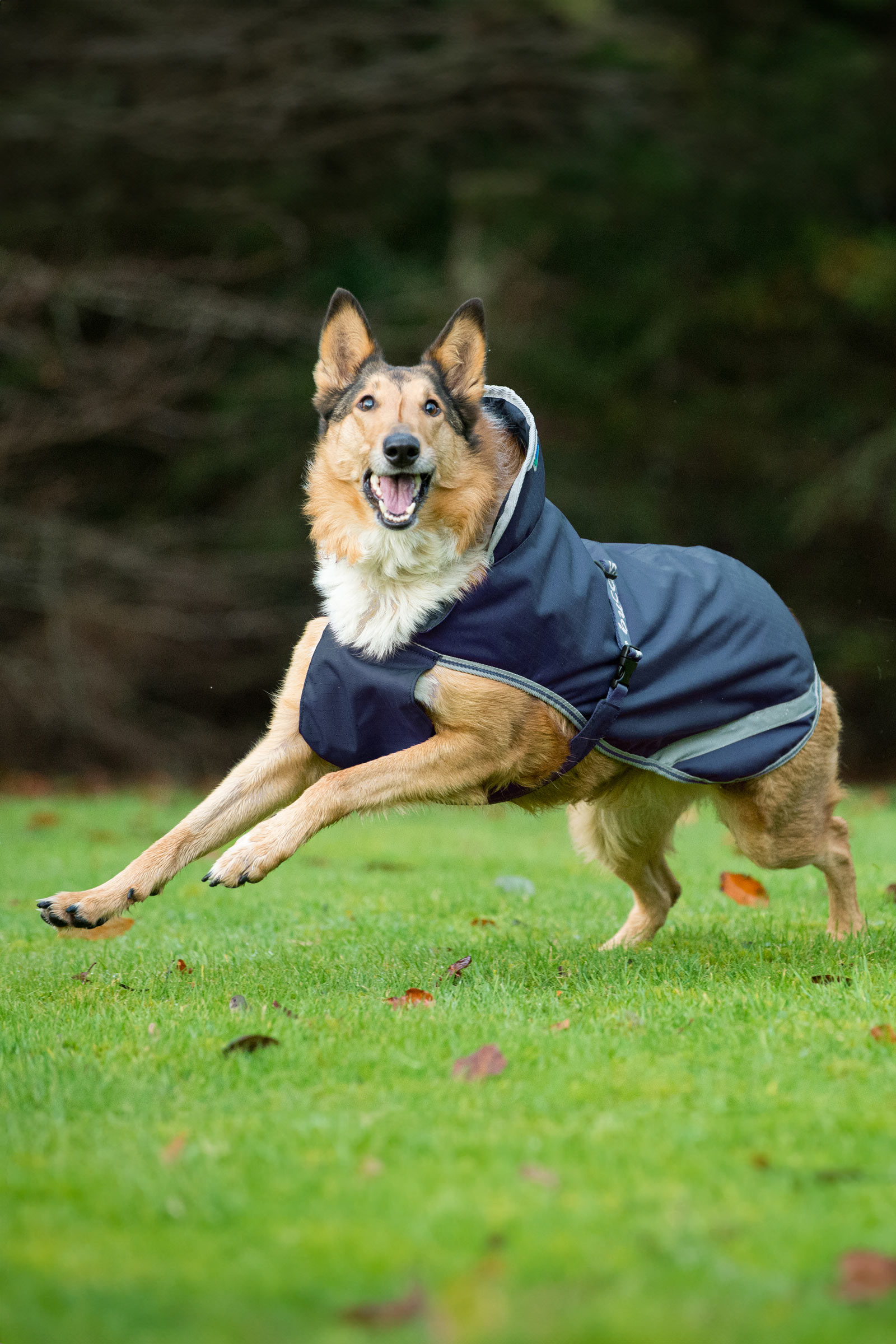 Bucas Freedom hundedækken, 50g  (50-75 cm)