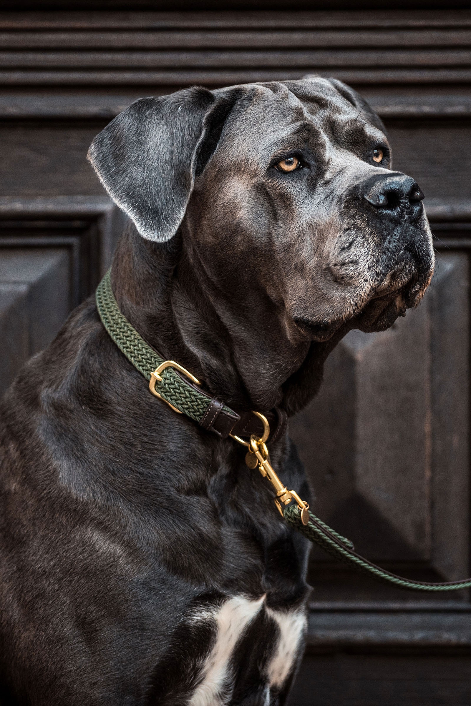 Olive Green Kentucky Dogwear flettet nylonhundehalsb&aring;nd