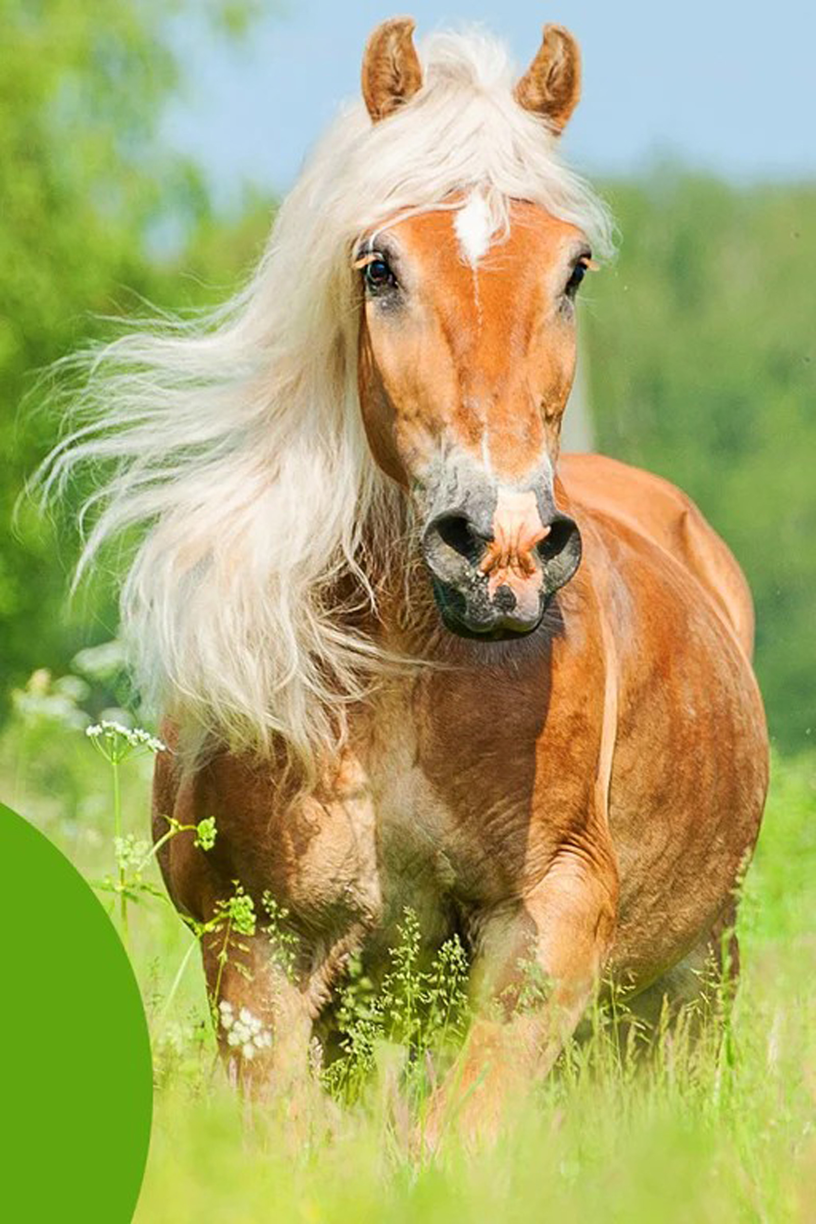 Cowboy Magic Detangler & Shine™ 473 mL