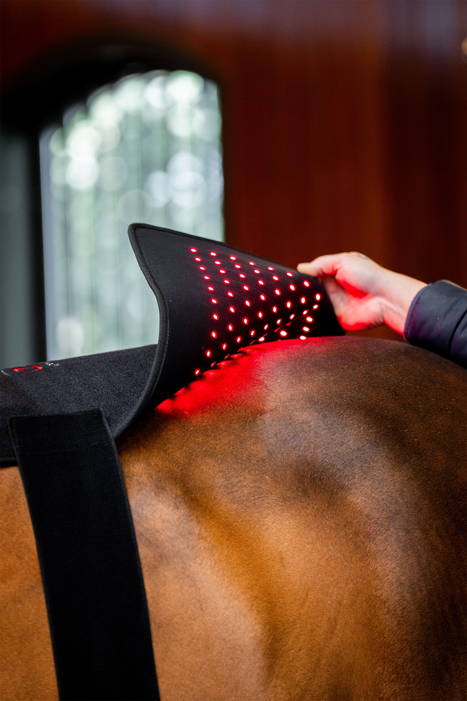 Horseware LED r&oslash;dlysterapi Pad