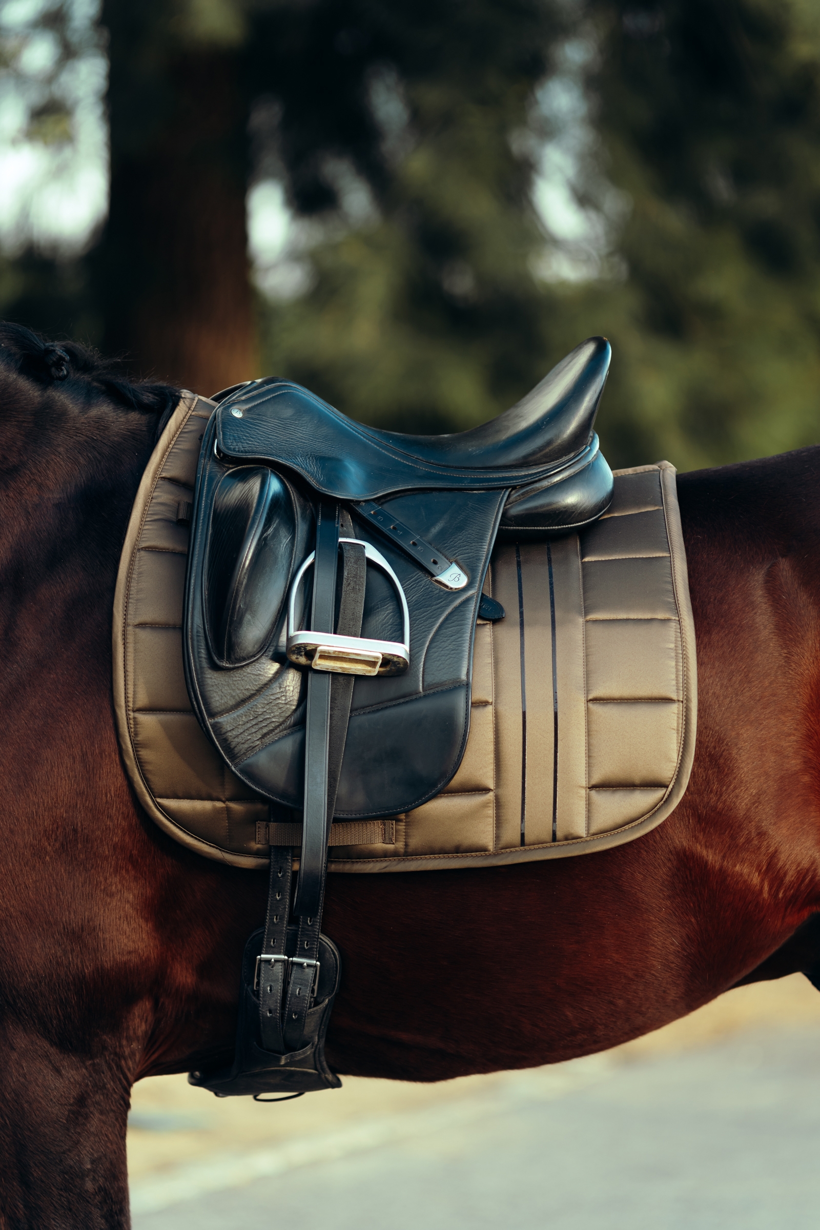 B Vertigo Drew dressurunderlag