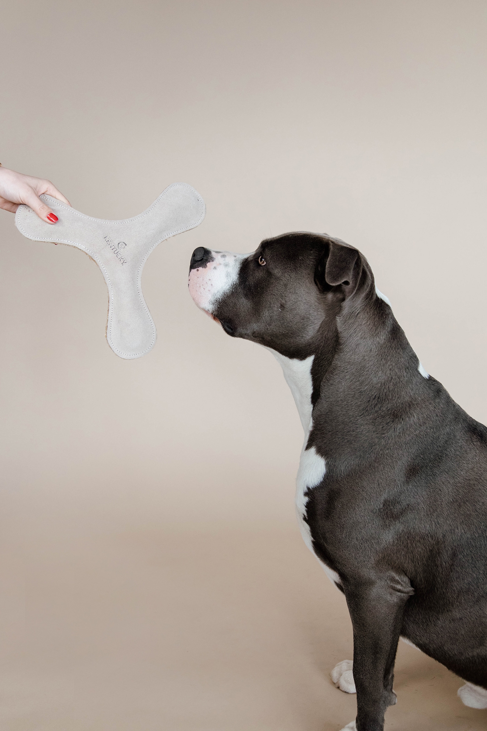 Kentucky Dogwear Pastel Boomerang hundelegetøj