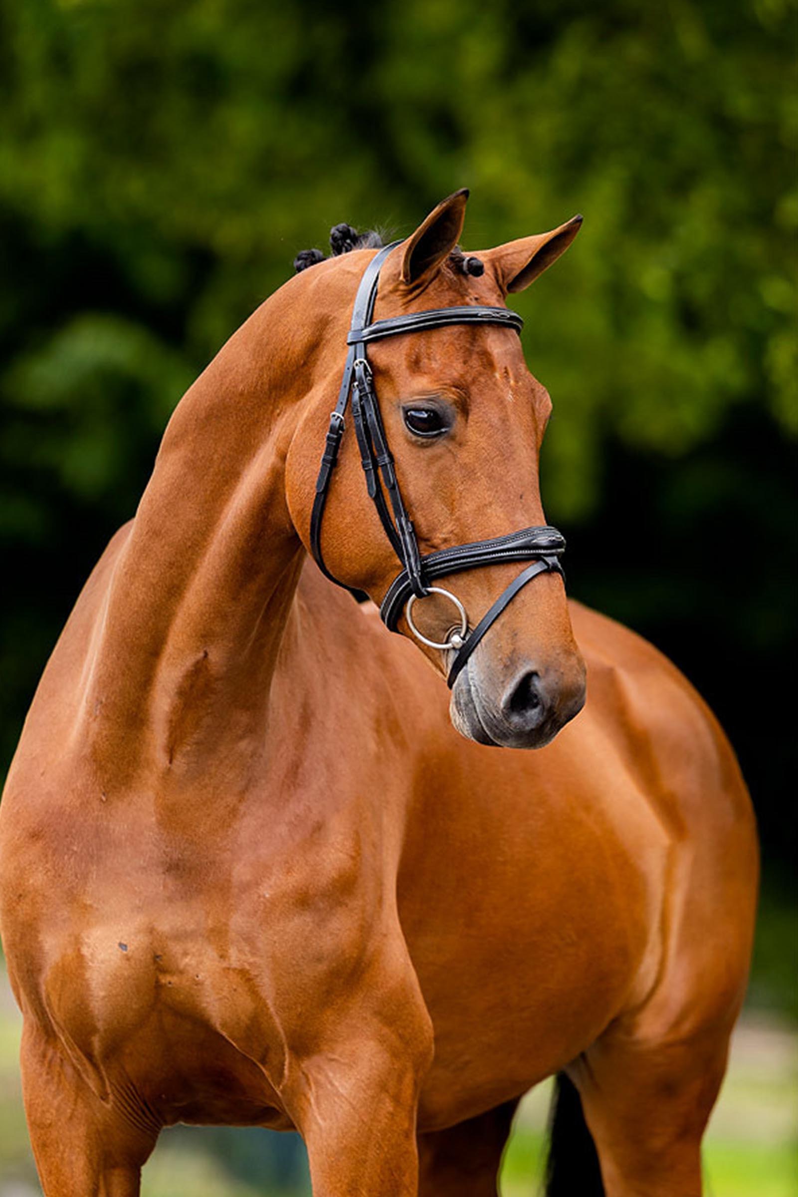 BR Cheltenham trense