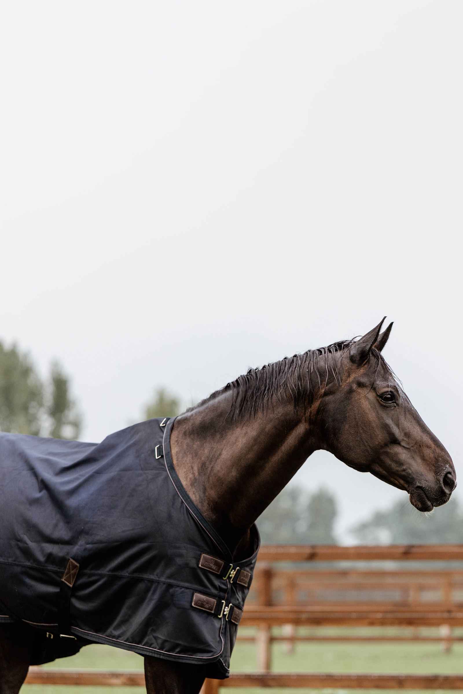 Kentucky Horsewear All Weather Udedækken, 300g