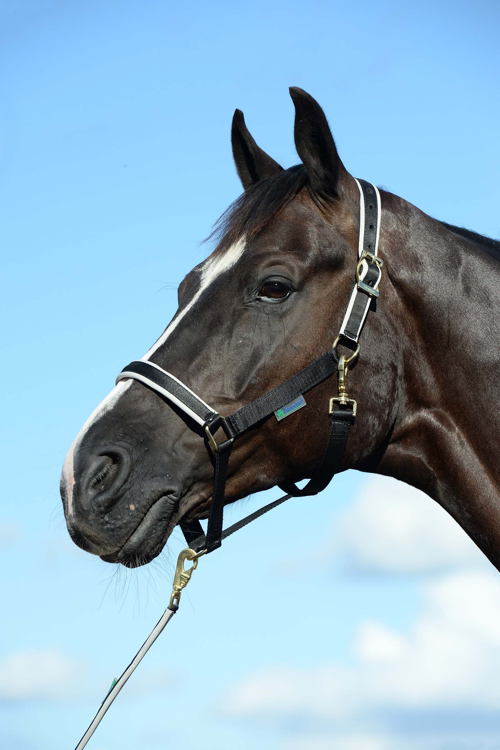 Black/Silver Bucas Dublin polstret luksusgrime