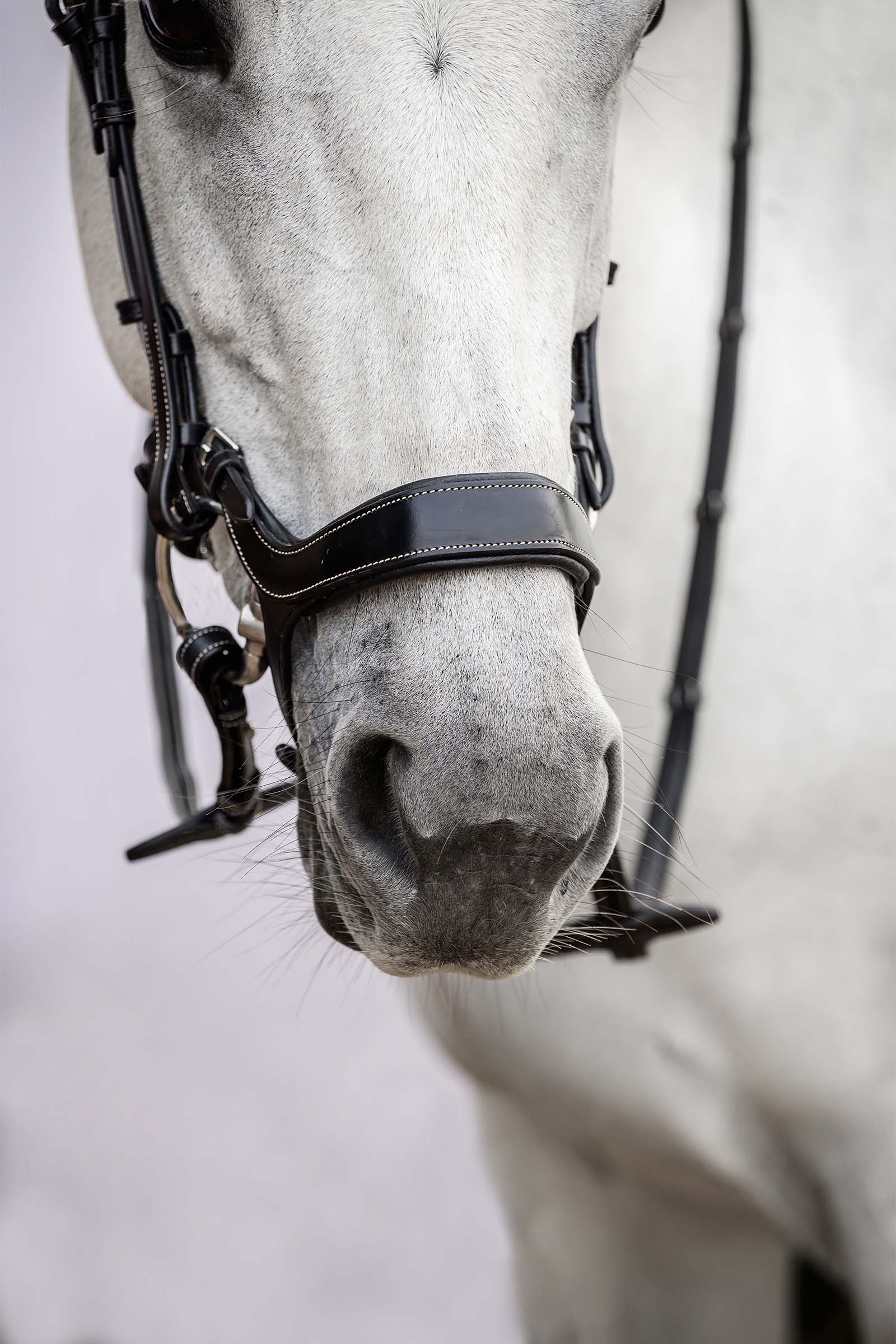 PS of Sweden Pioneer Bridle